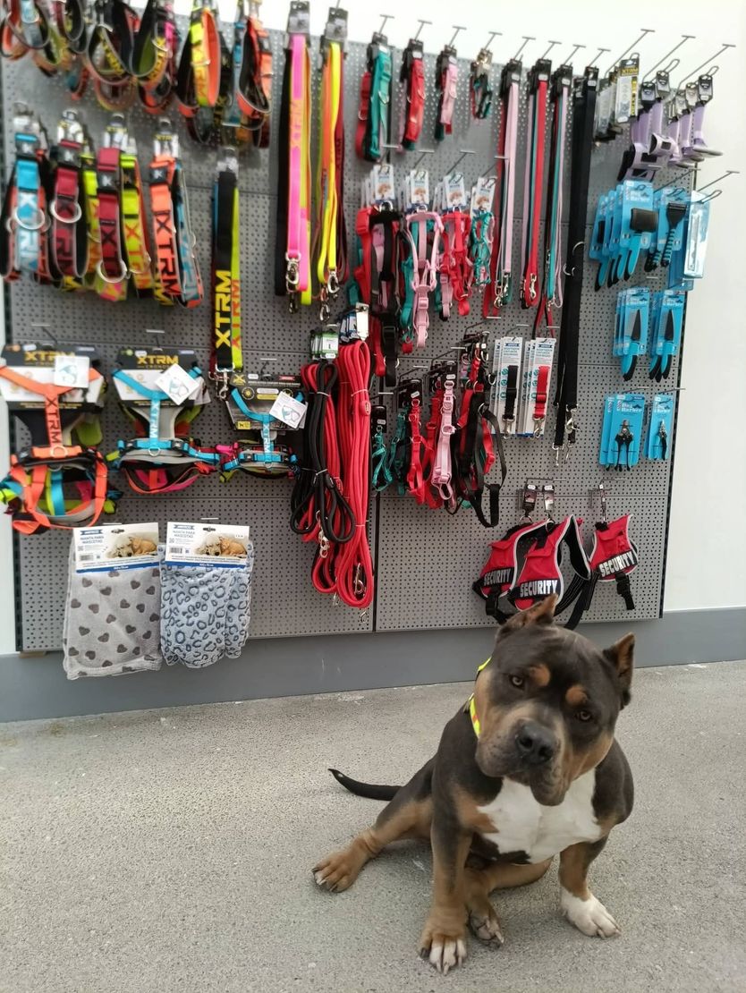 Un chien est assis près d'un présentoir de colliers et de harnais dans une animalerie. Il est gris, marron et blanc.