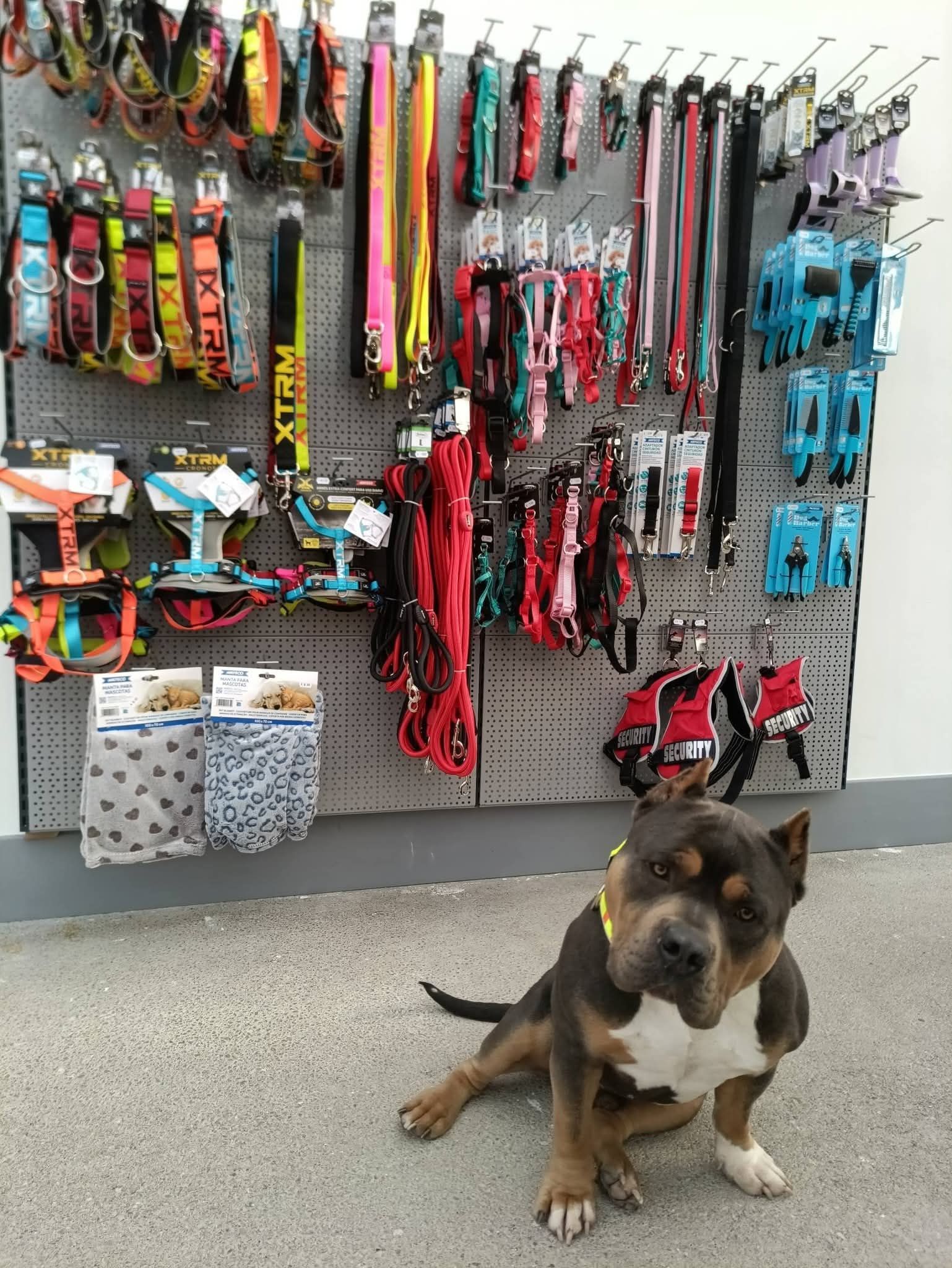 Un chien est assis près d'un présentoir de colliers et de harnais dans une animalerie. Il est gris, marron et blanc.