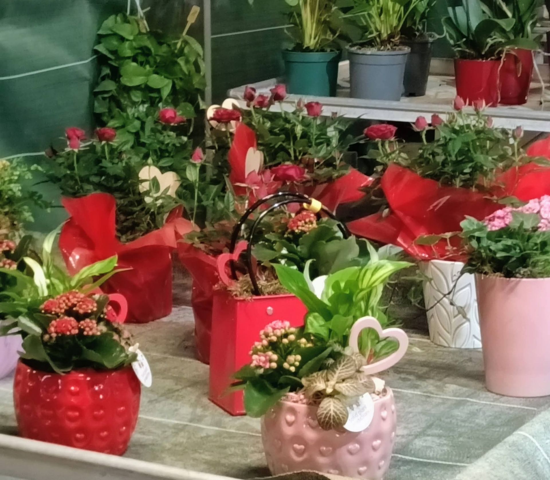 Présentation de diverses plantes fleuries en pot, notamment des roses et des kalanchoés, dans des pots rouges, roses et blancs.
