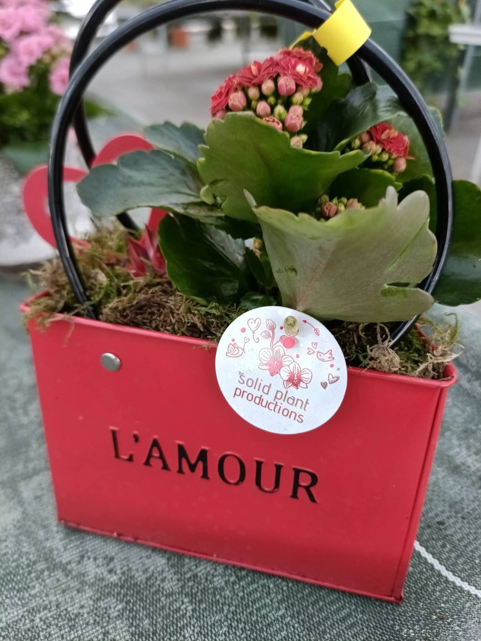 Plantes de décoration