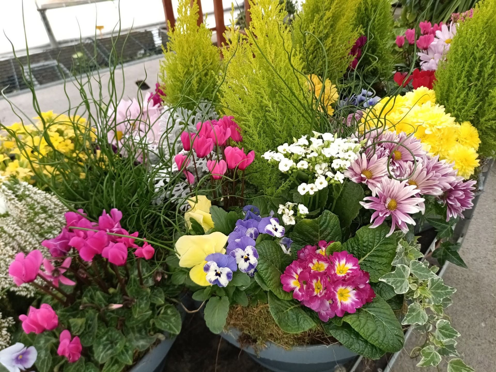 Composition florale colorée en pots : cyclamens roses, chrysanthèmes jaunes et pensées violettes.
