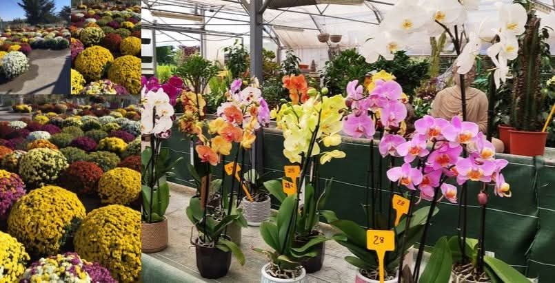 Une serre remplie d'orchidées colorées aux nuances variées et des chrysanthèmes à l'extérieur.