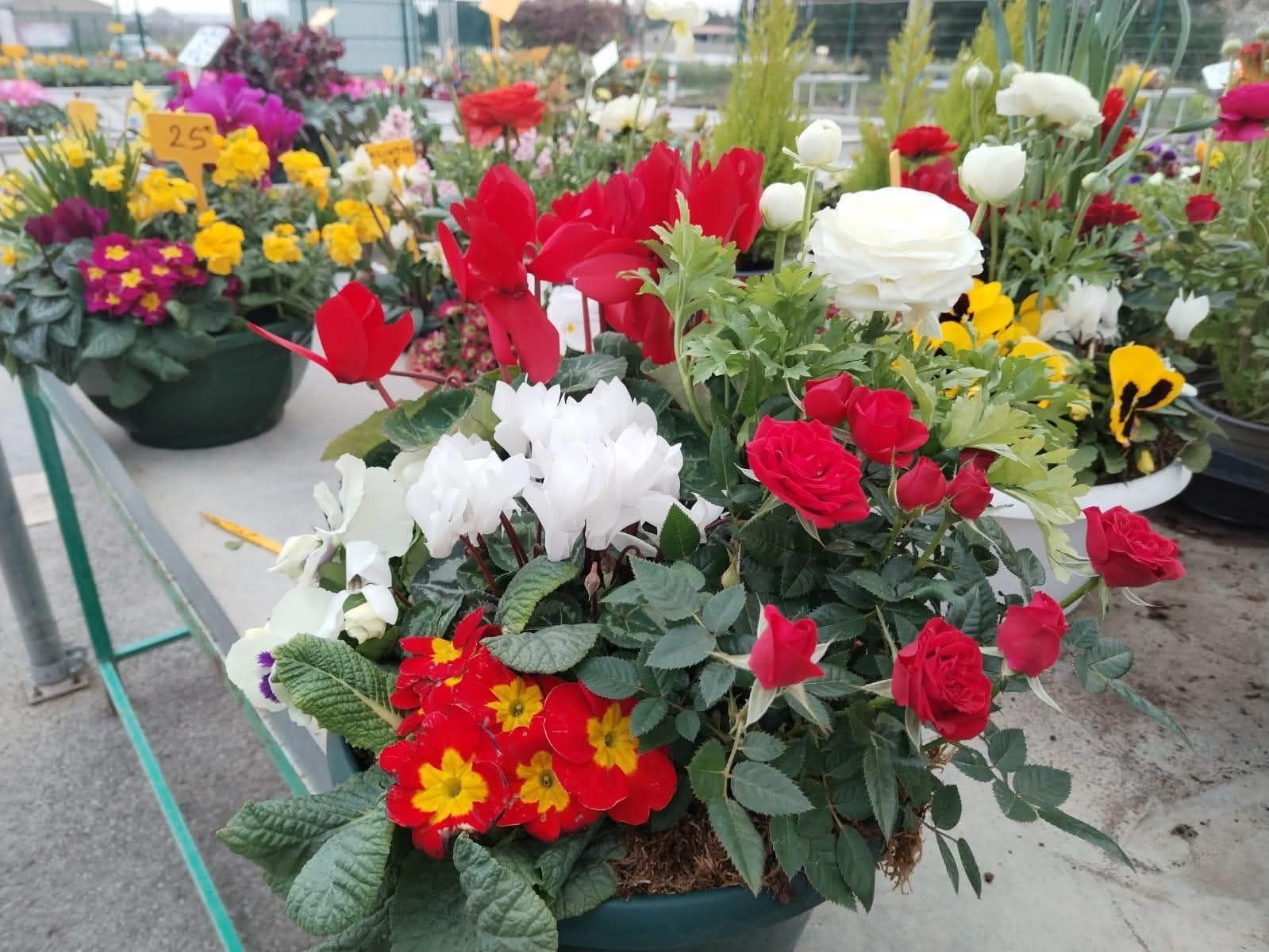Des fleurs en pot colorées, notamment des roses rouges, des primevères jaunes et des cyclamens blancs, sont disposées sur une table dans une serre.