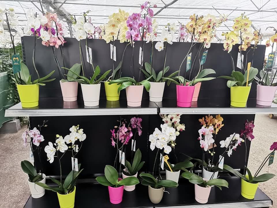 Présentation d'orchidées colorées en pot sur des étagères dans une serre.