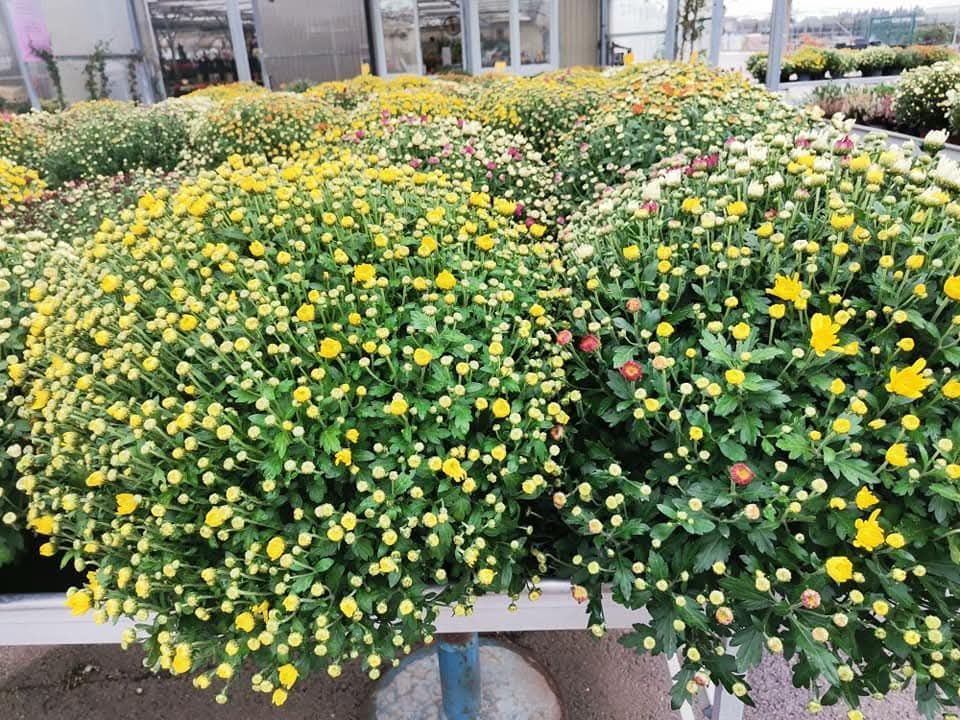 Des rangées de chrysanthèmes jaunes et verts dans une serre.