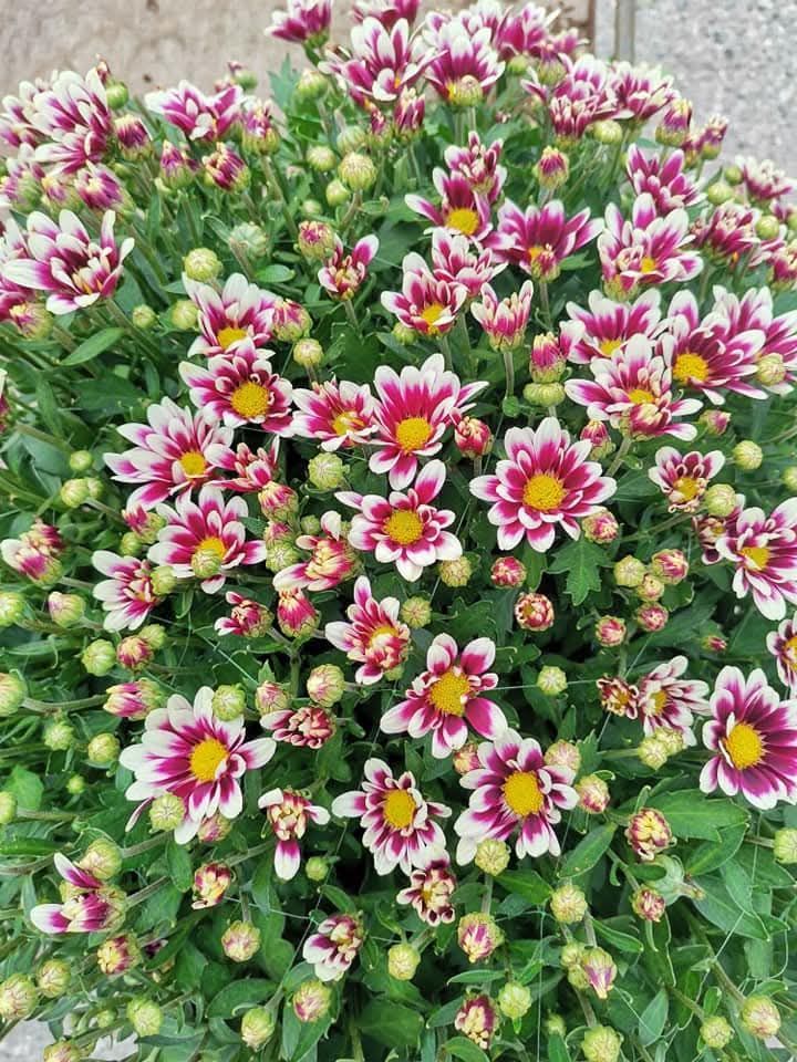 Chrysanthèmes violets et blancs à cœur jaune et boutons verts.