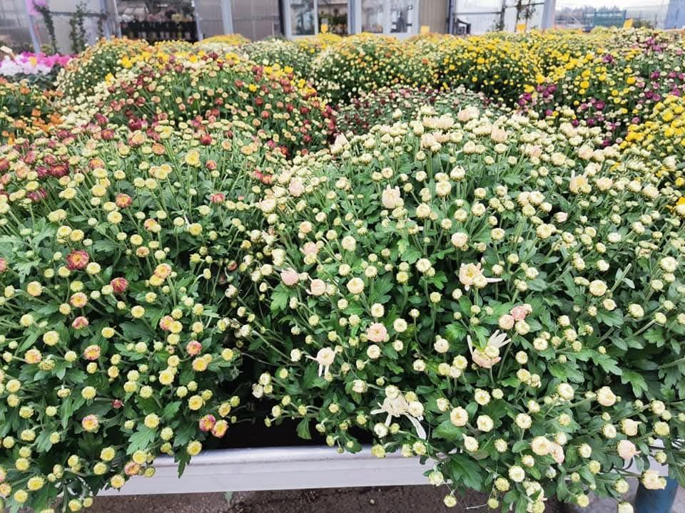 Paniers de chrysanthèmes colorés en pleine floraison ; fleurs jaunes, rouges et crème.