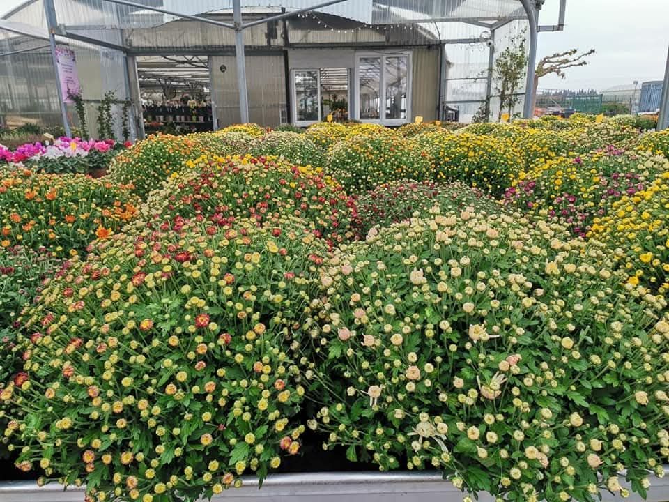 Rangées de chrysanthèmes en pot avec des boutons jaunes, oranges et rouges dans une serre.
