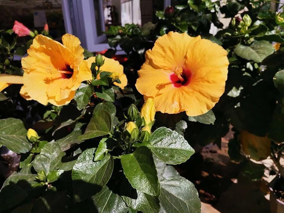 Deux fleurs d'hibiscus jaune vif à cœur rouge, entourées de feuilles vertes.