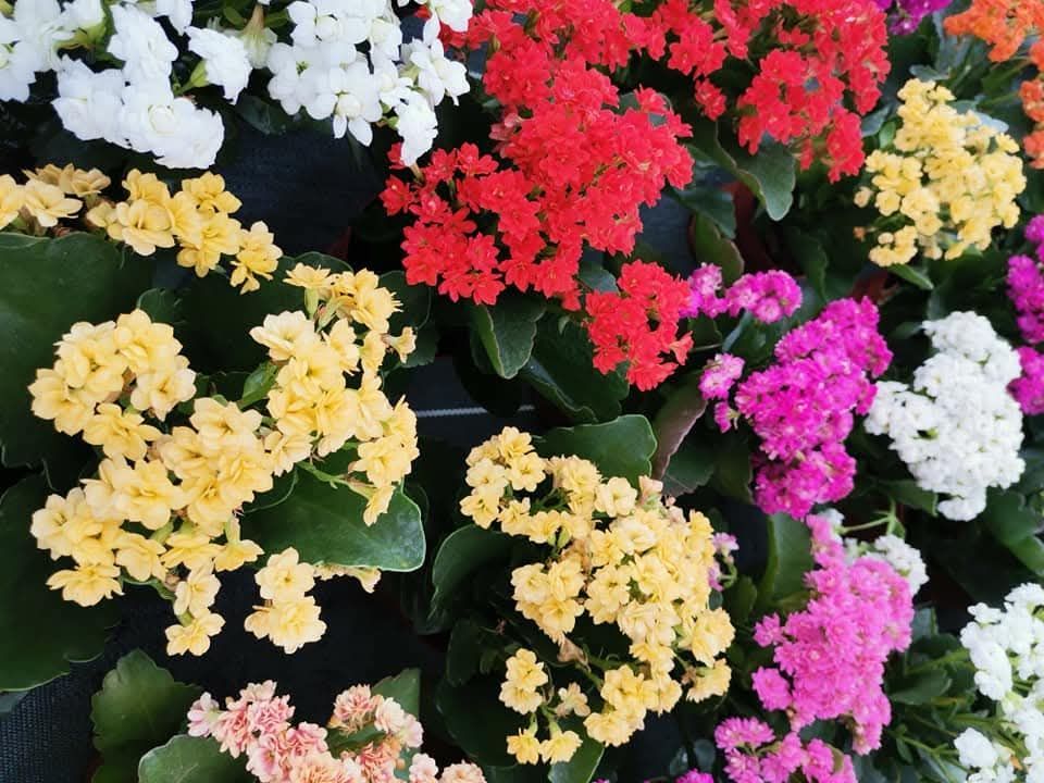 Gros plan sur des fleurs de kalanchoé colorées : fleurs blanches, rouges, jaunes, roses et oranges avec des feuilles vertes.