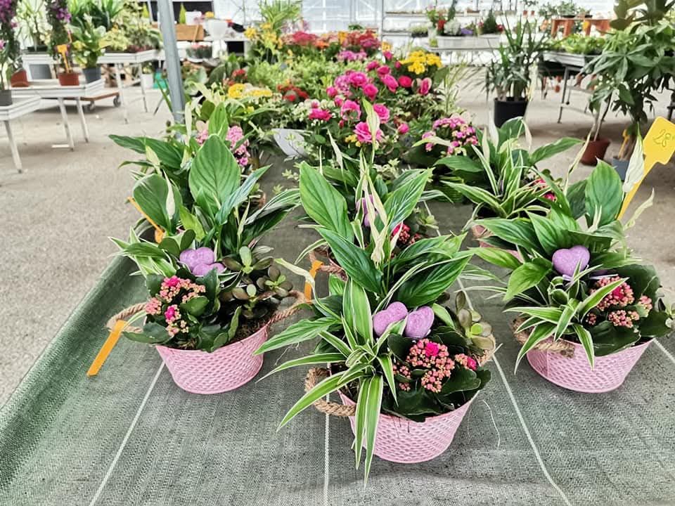 Des compositions florales roses dans des paniers, disposées sur une table dans une pépinière.
