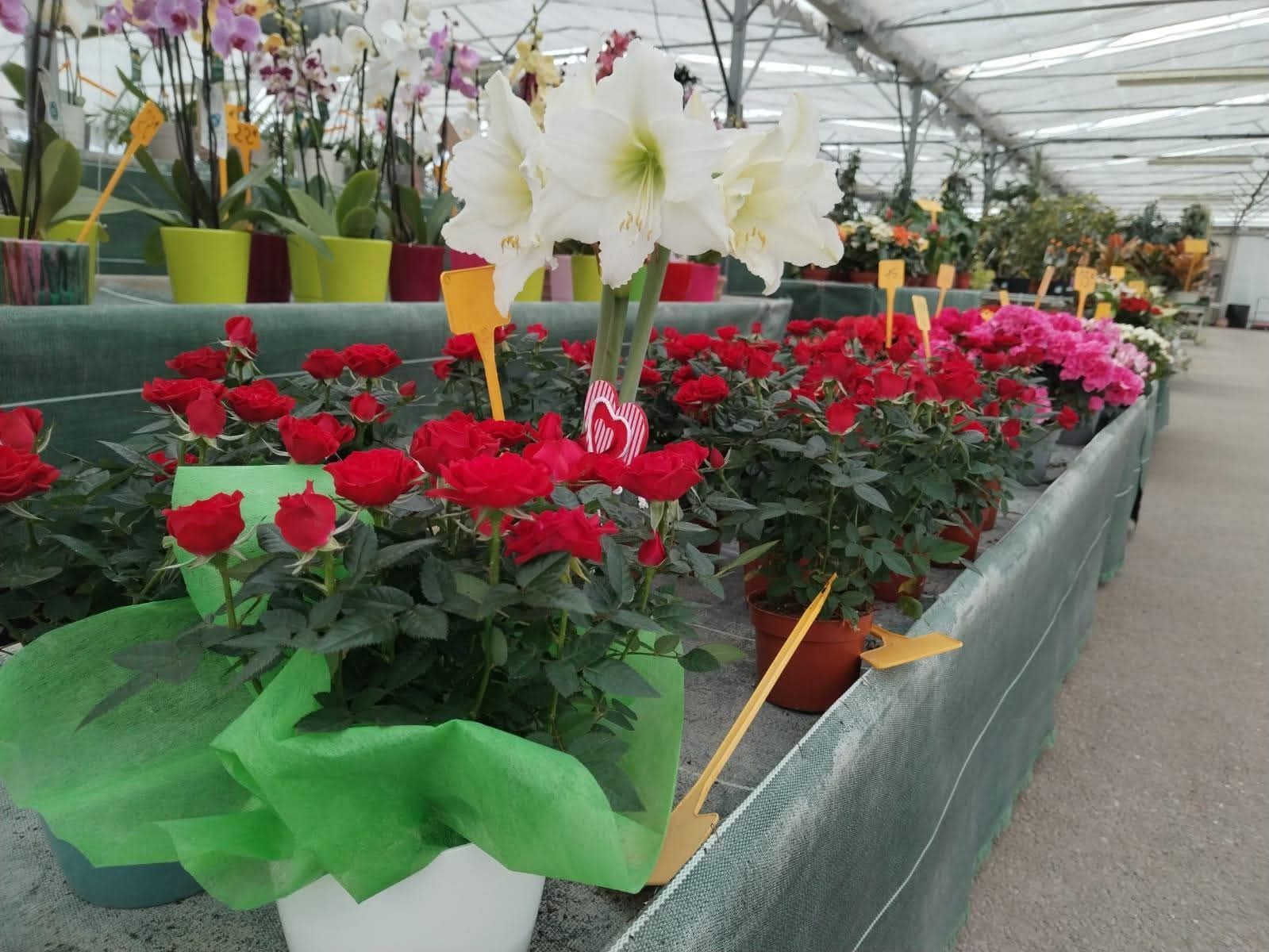 Serre avec des rosiers rouges et des fleurs blanches en pot, et diverses autres fleurs colorées en arrière-plan.