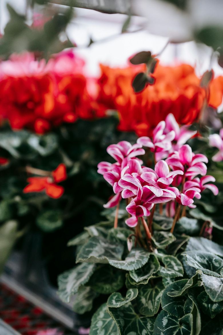 Vers page Plantes cimetière Plusieurs belles fleurs colorées