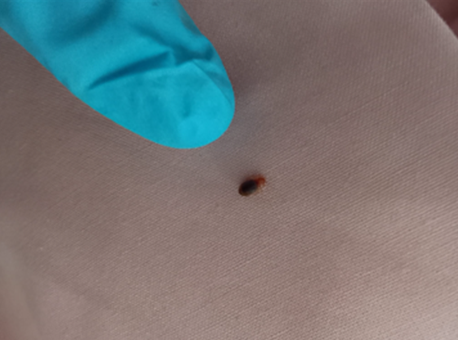 Petit insect rouge et orange montré du doigt