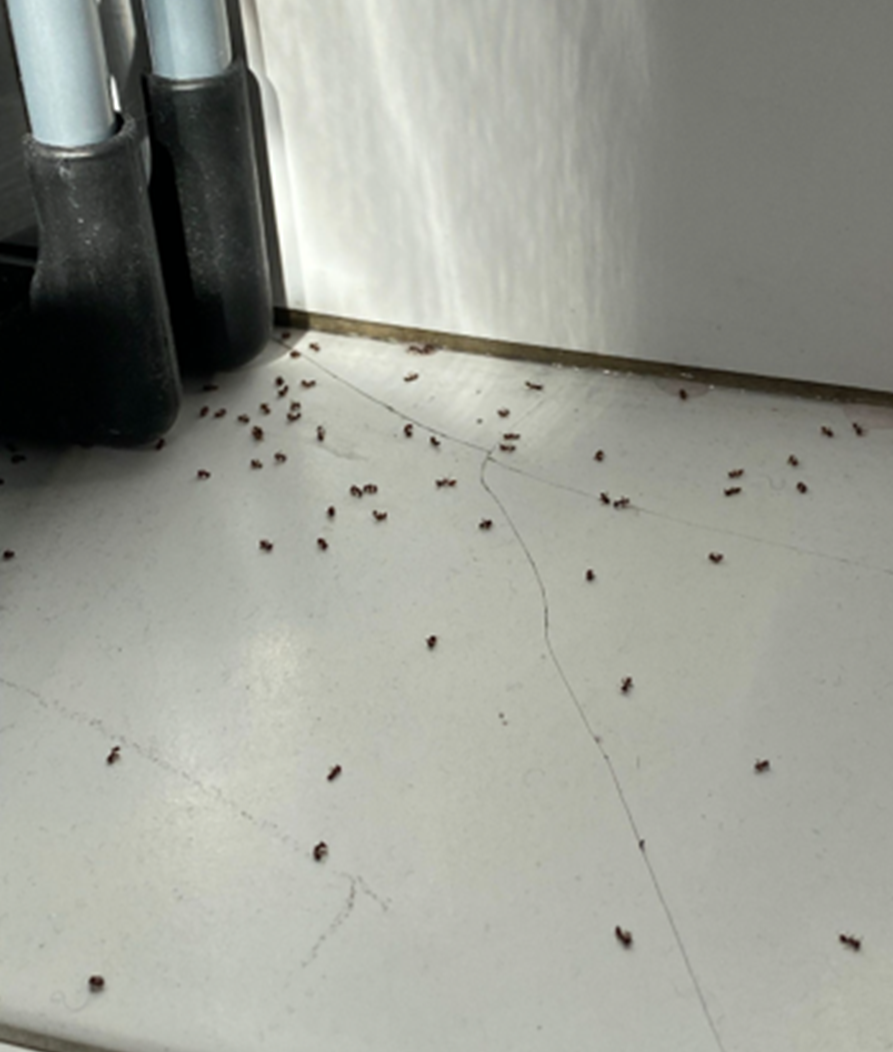 Petits insectes sur un carrelage blanc fissuré
