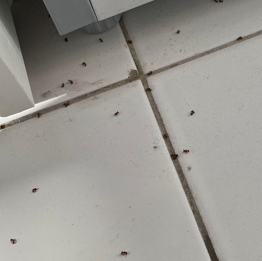 Petits insectes sur un carrelage blanc