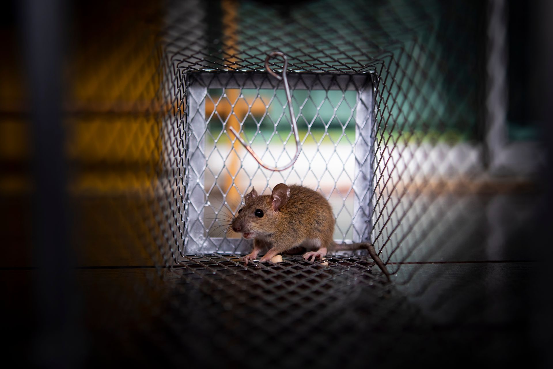 Souris piégée dans une cage en fil de fer.