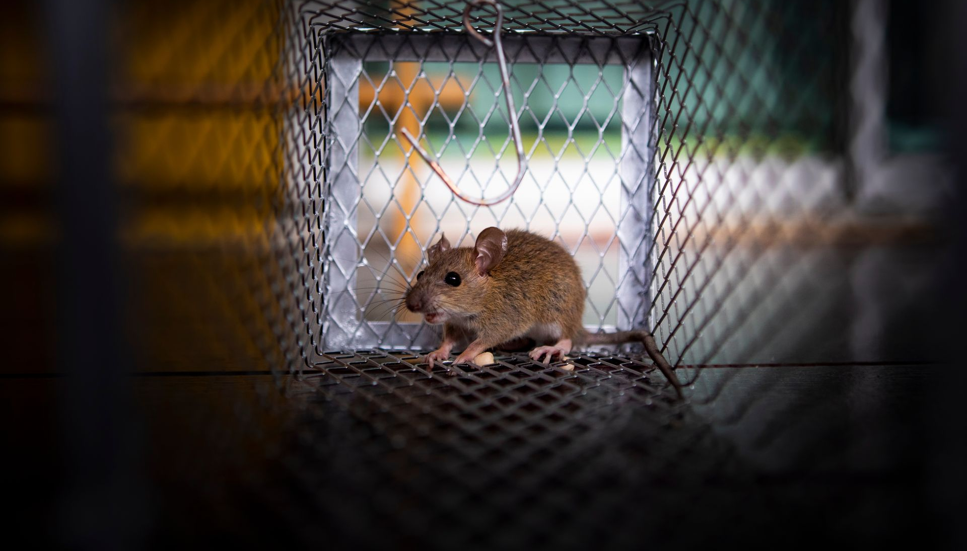 Souris piégée dans une cage métallique.