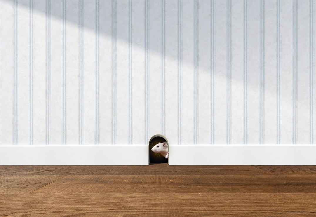 Une souris jette un coup d'œil par un trou dans le mur.