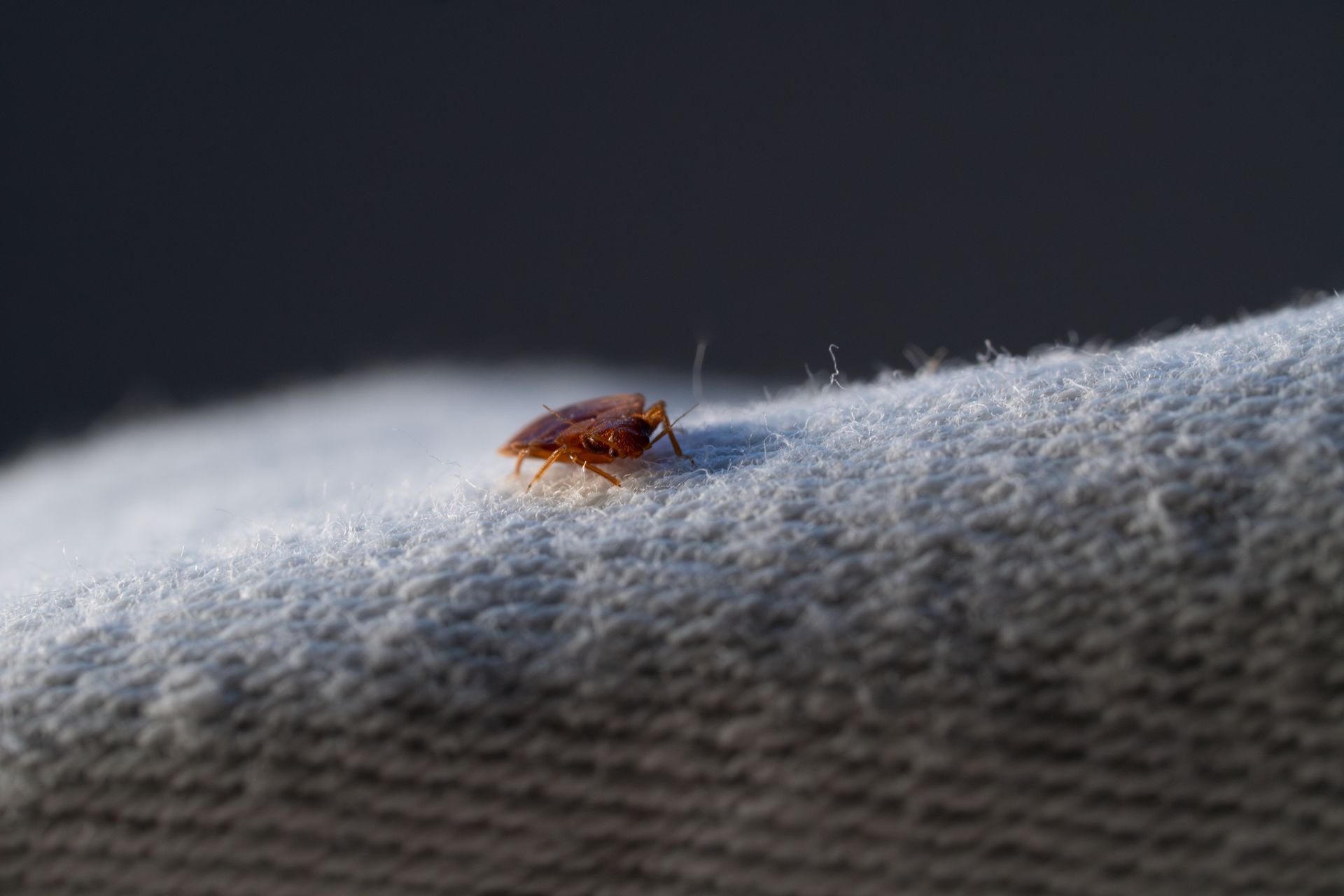 Punaise de lit sur un tissu.