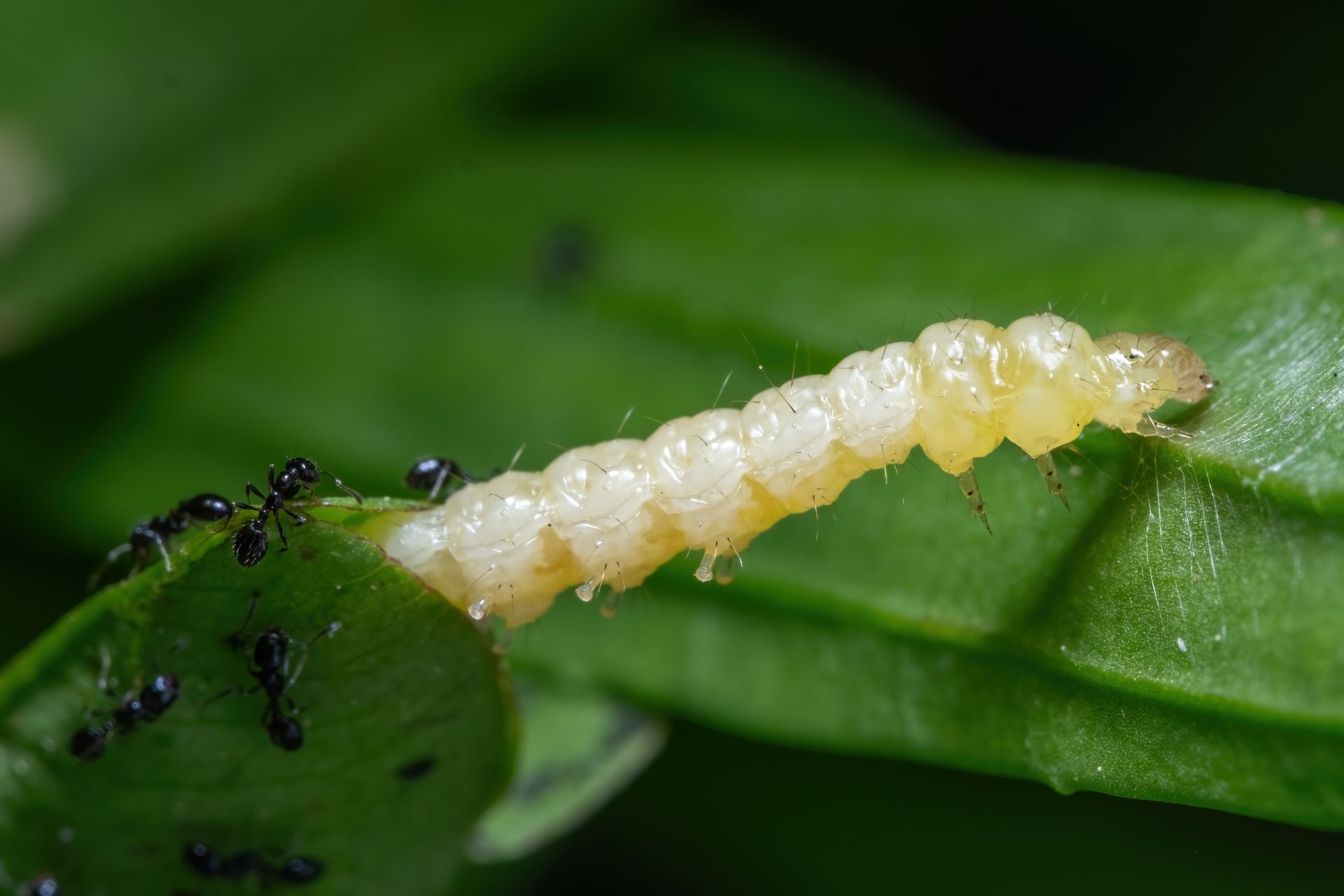 Des chenilles et des fourmis sur de la végétation