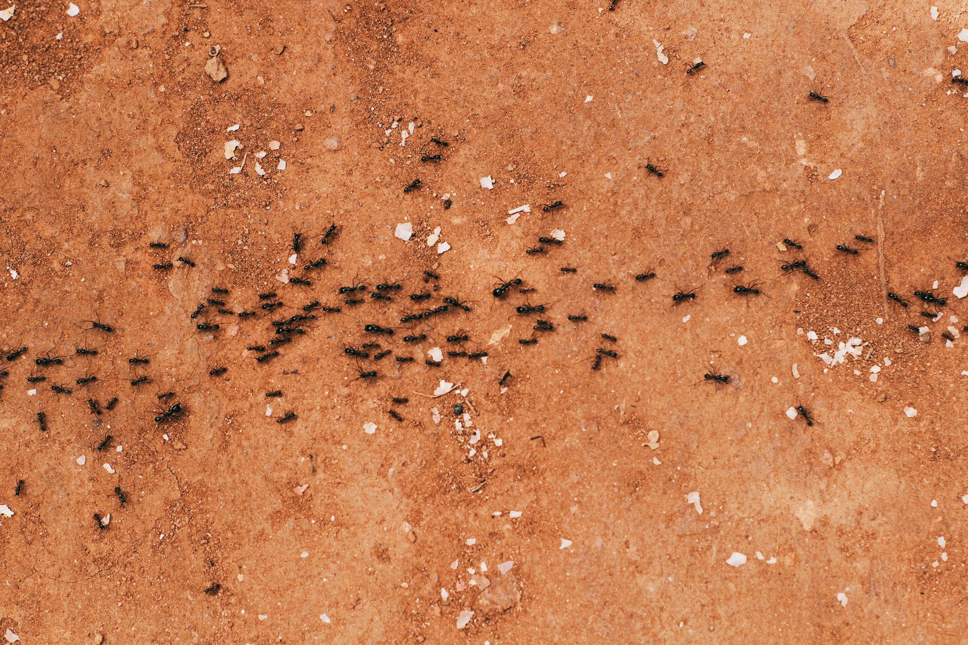 Plusieurs fourmis en groupe