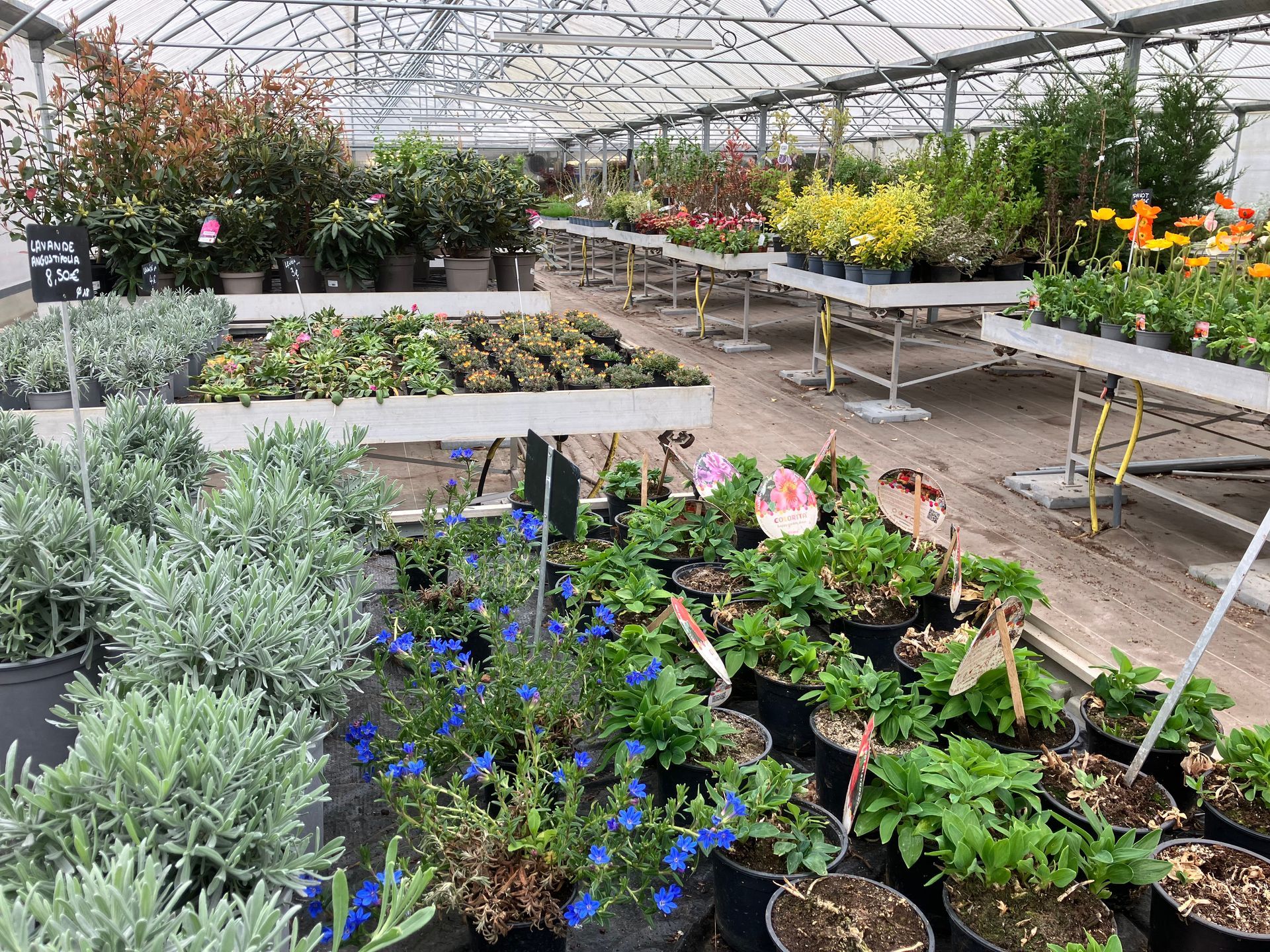Des rangées de plantes en pot et de fleurs variées sont disposées sur des tables à l'intérieur d'une serre lumineuse et spacieuse.