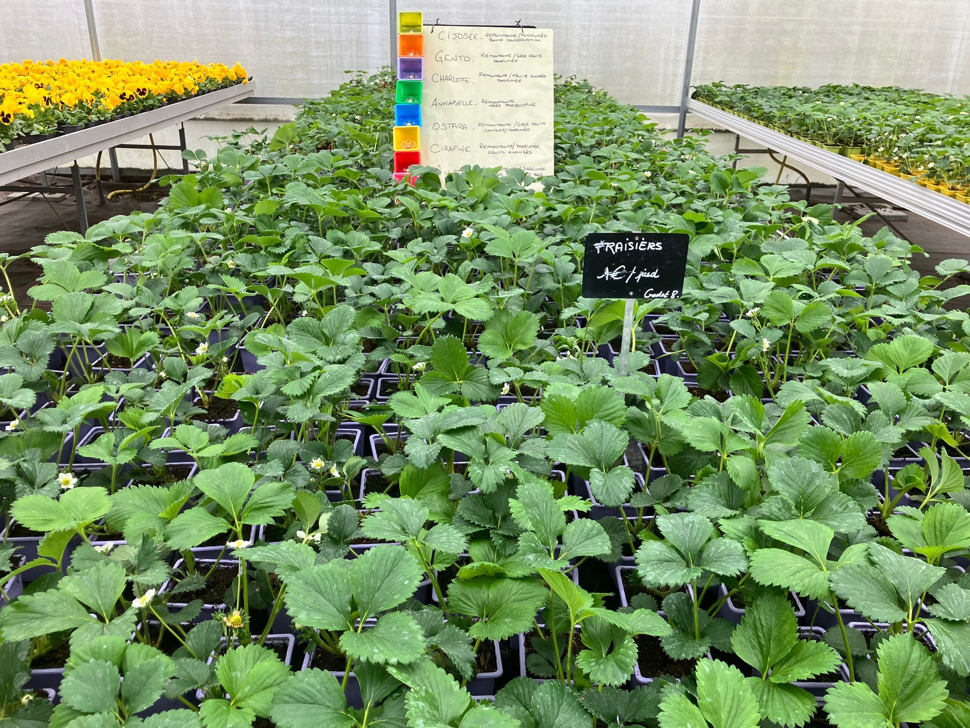 Une serre avec des rangées de fraisiers en pot.