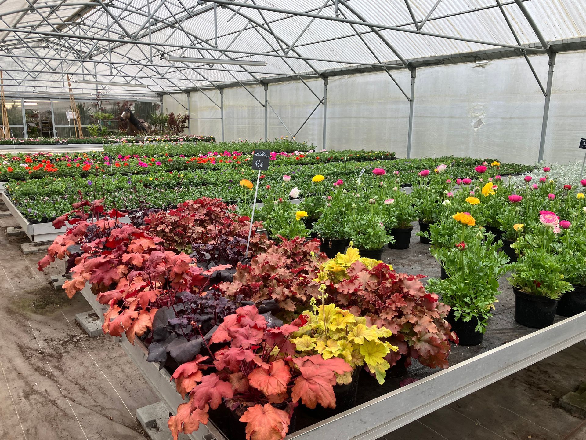 Des rangées de plantes en pot, heuchères colorées et renoncules fleuries, disposées sur les tables de la serre.