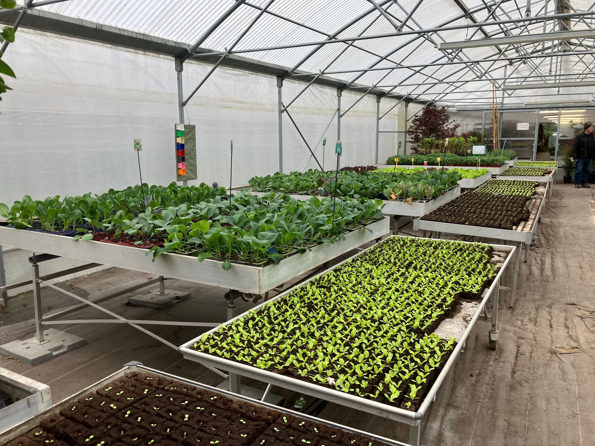 Des rangées de jeunes plants dans des plateaux blancs, à l'intérieur d'une serre lumineuse.