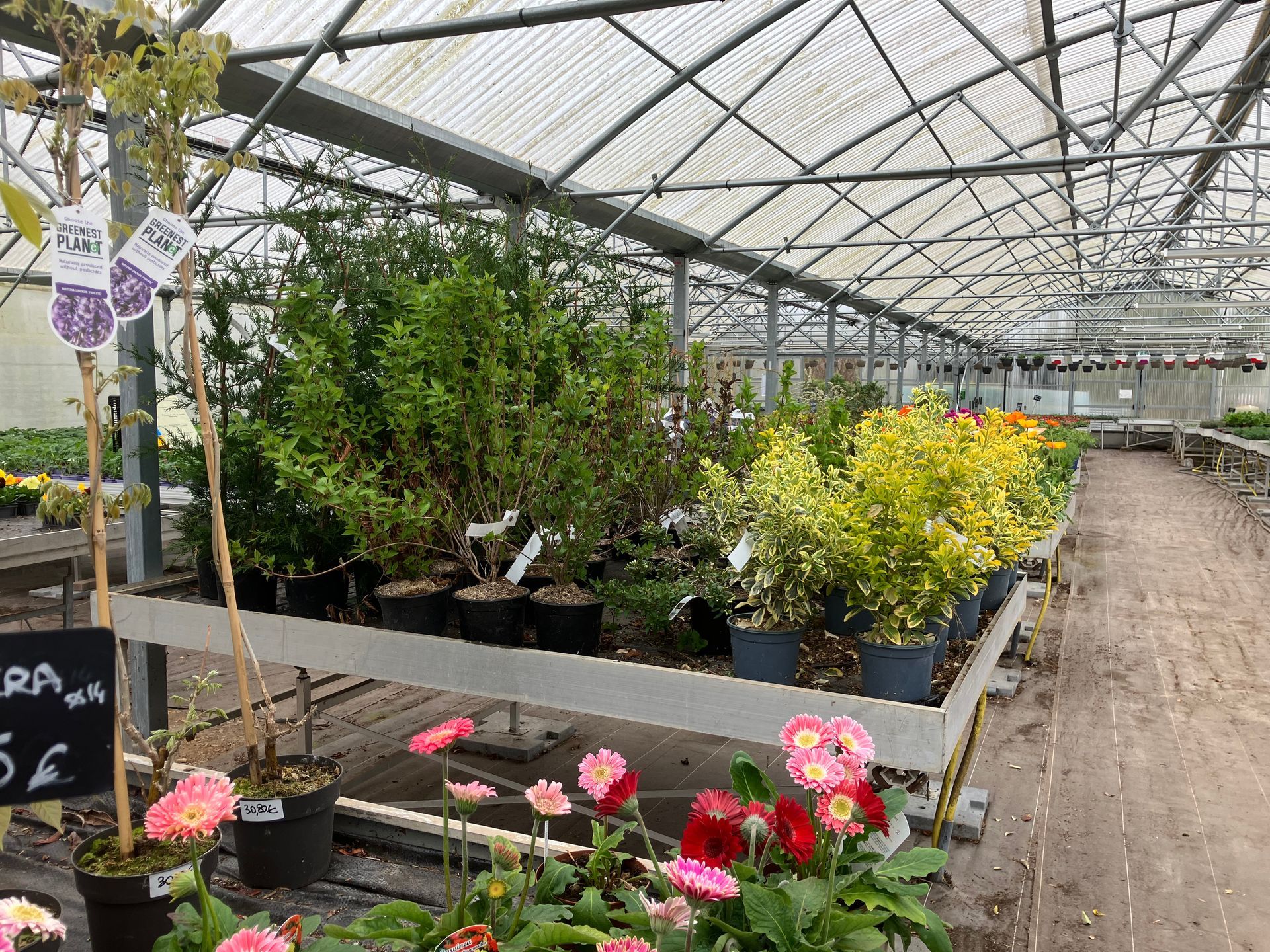 Des rangées d'arbustes verts et dorés en pot sont disposées sur un banc de serre, avec des fleurs roses et rouges colorées au premier plan.