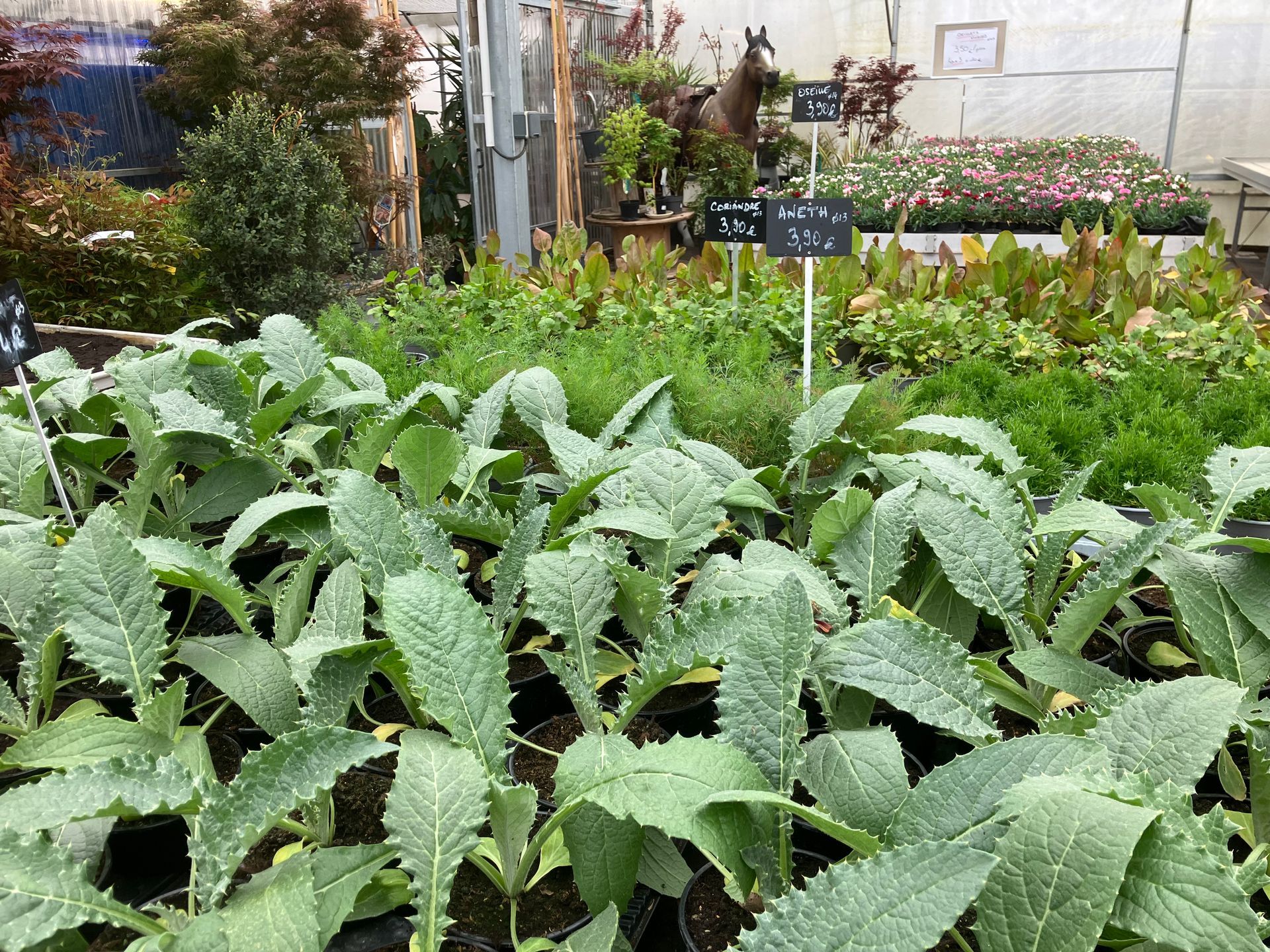 Gros plan sur de jeunes plants de chou frisé feuillus en pots dans une pépinière en serre.