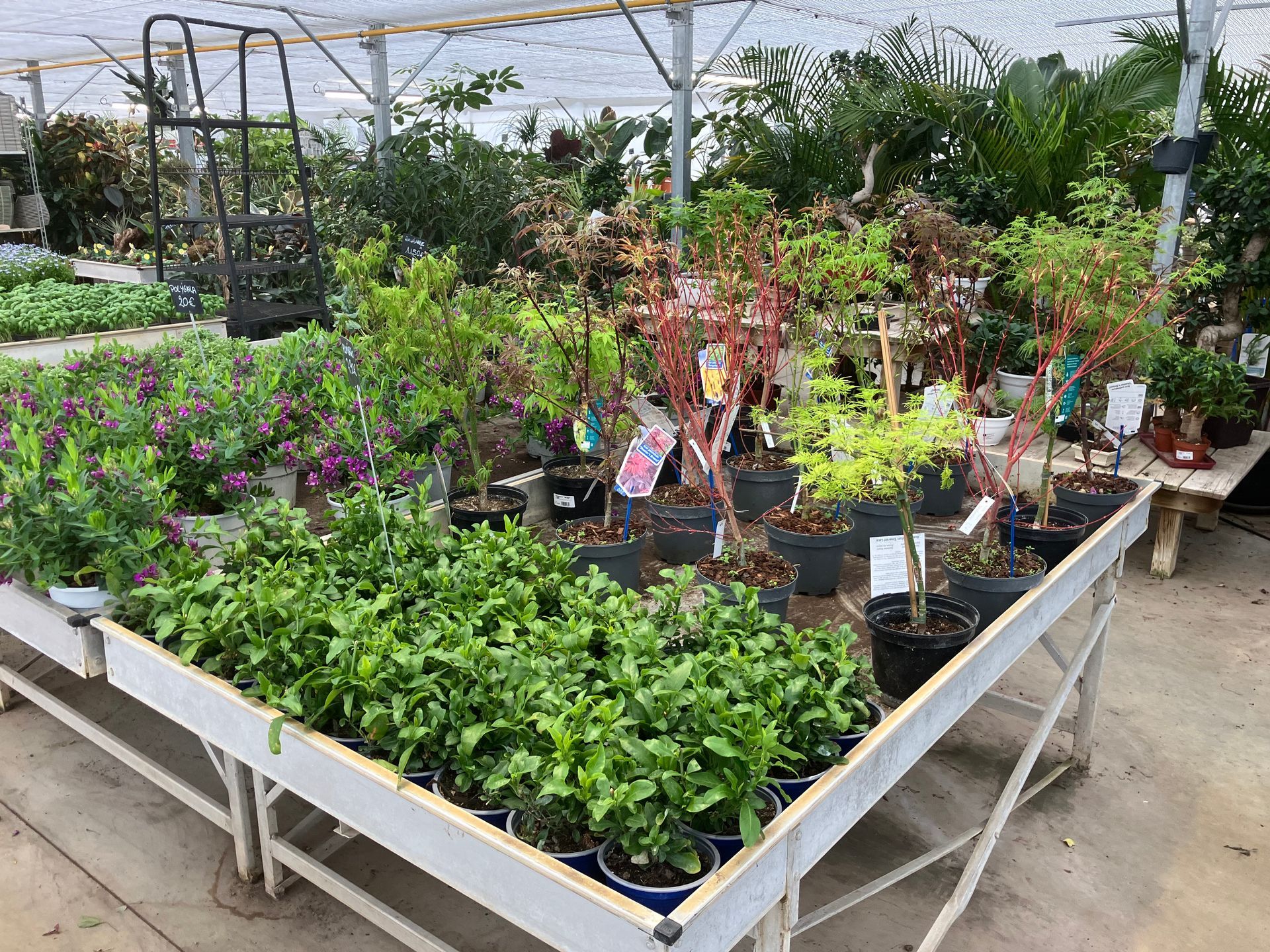 Dans une serre, une table d'exposition surélevée en bois présente une grande variété de plantes en pot et de petits arbustes à vendre.