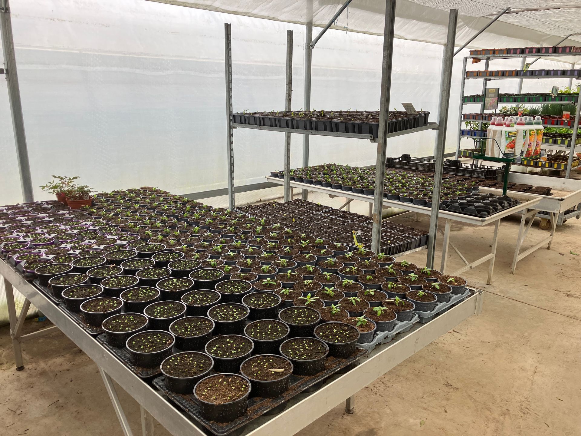Une serre avec des rangées de jeunes plants en pot disposés sur des étagères et des tables métalliques à plusieurs niveaux.