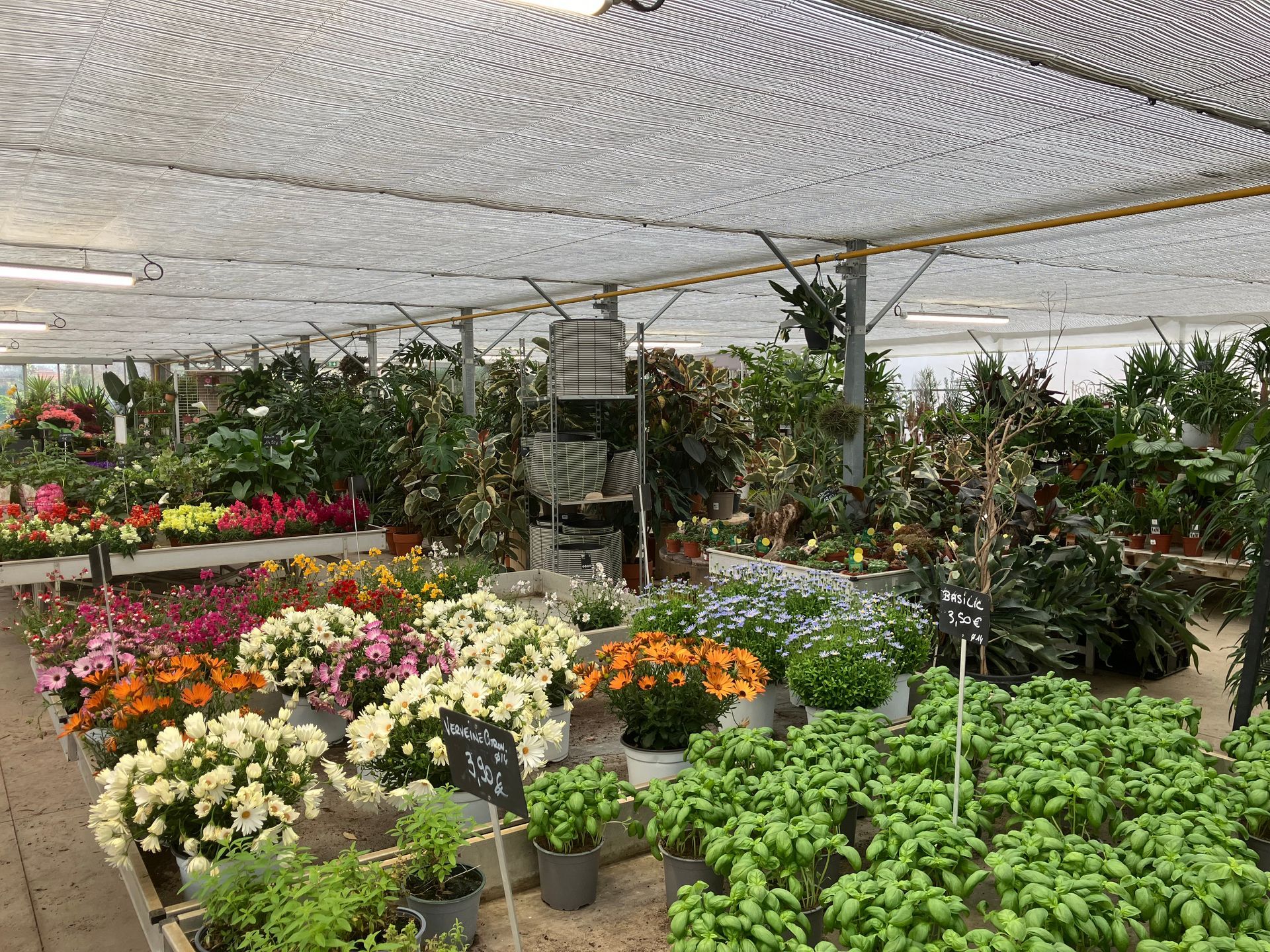 Une serre remplie de plantes à fleurs colorées, d'herbes aromatiques en pot et de légumes-feuilles.