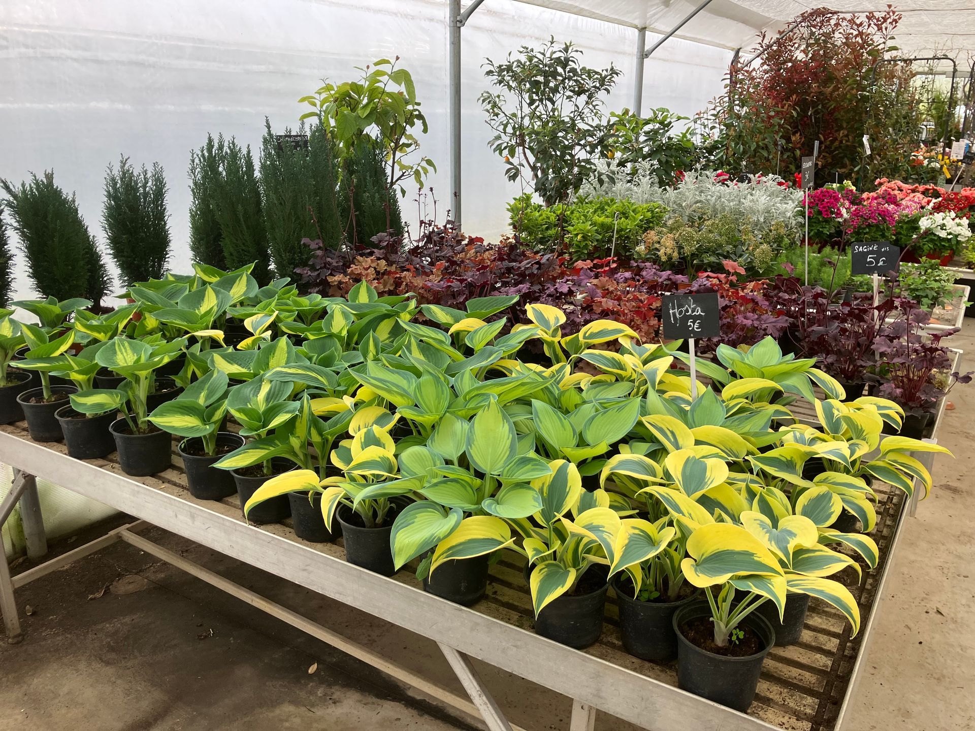 Table de serre remplie de rangées d'hostas en pot et d'autres plantes vivaces assorties.