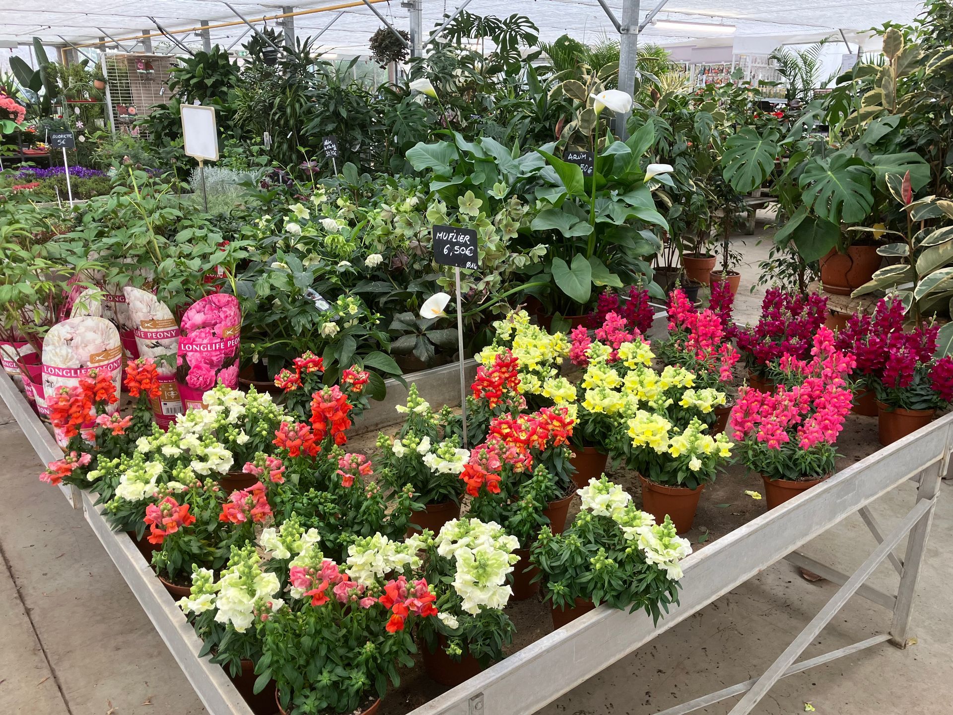 Une table d'exposition de serre remplie de mufliers en pot dans des tons de rouge, rose, jaune et blanc.