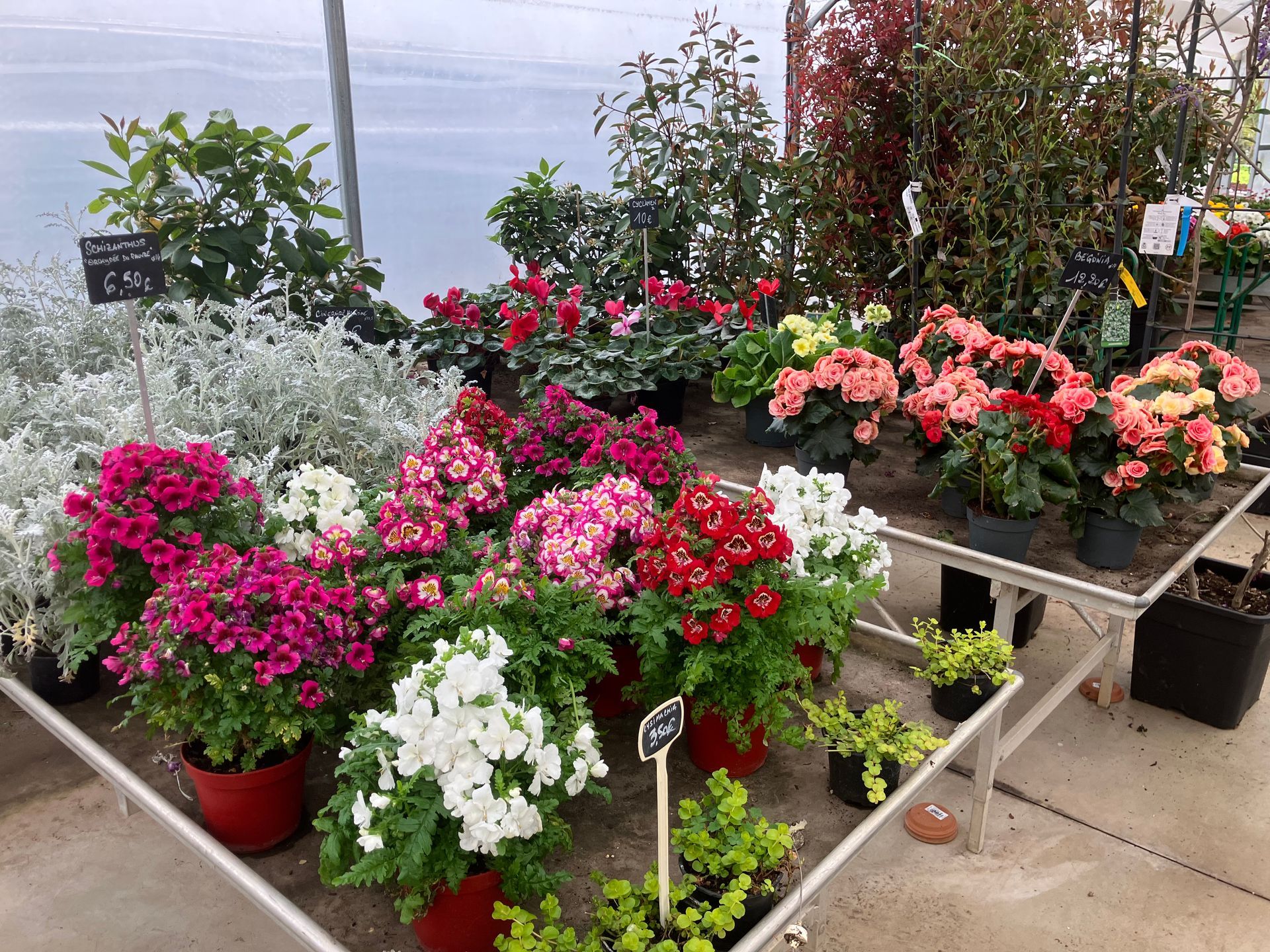 Diverses fleurs en pot, notamment des fleurs roses, blanches et rouges, étaient disposées sur des tables d'exposition dans une serre.