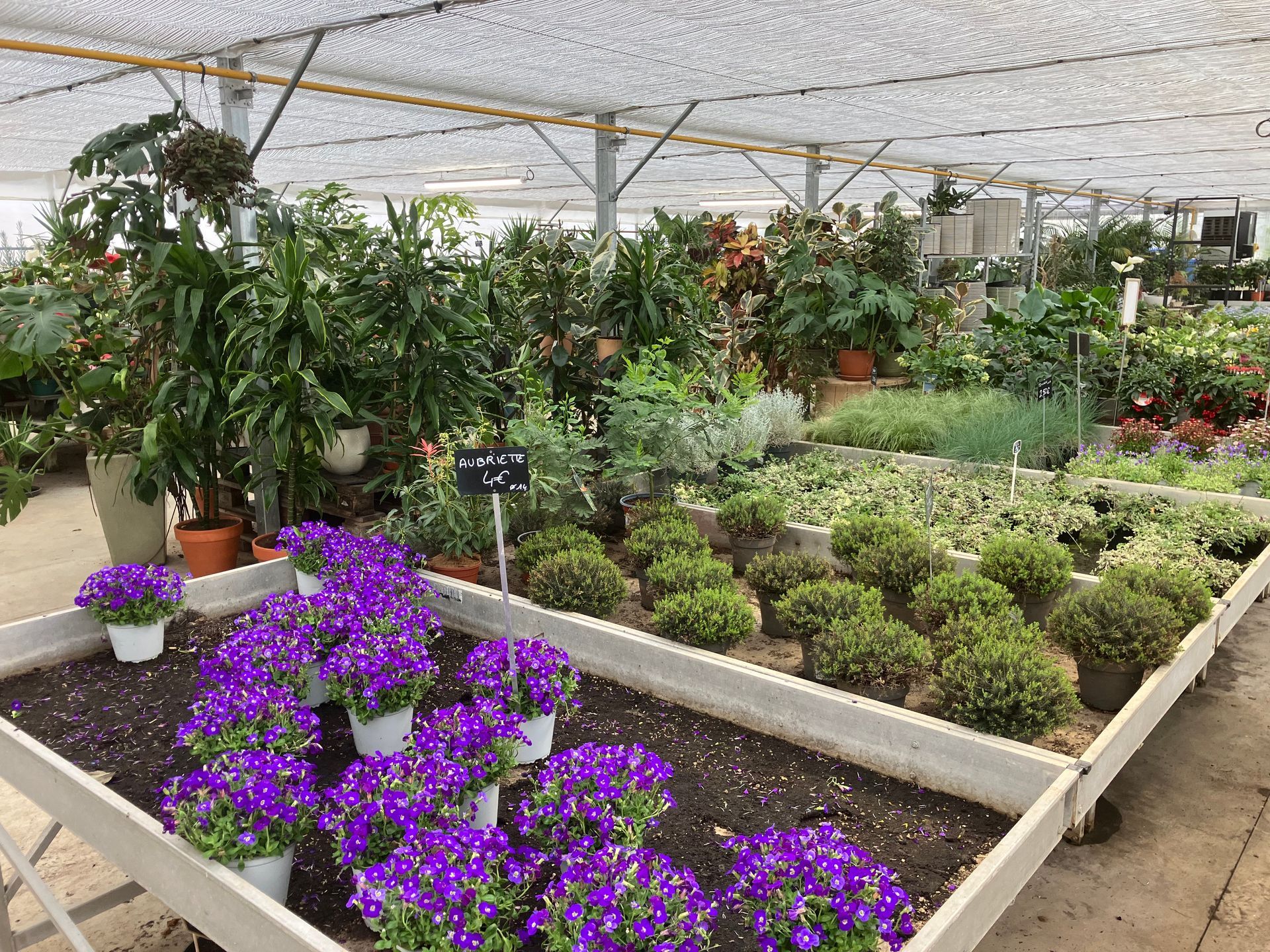 Une serre remplie de fleurs violettes, et derrière, diverses plantes vertes en pot disposées sur des tables.