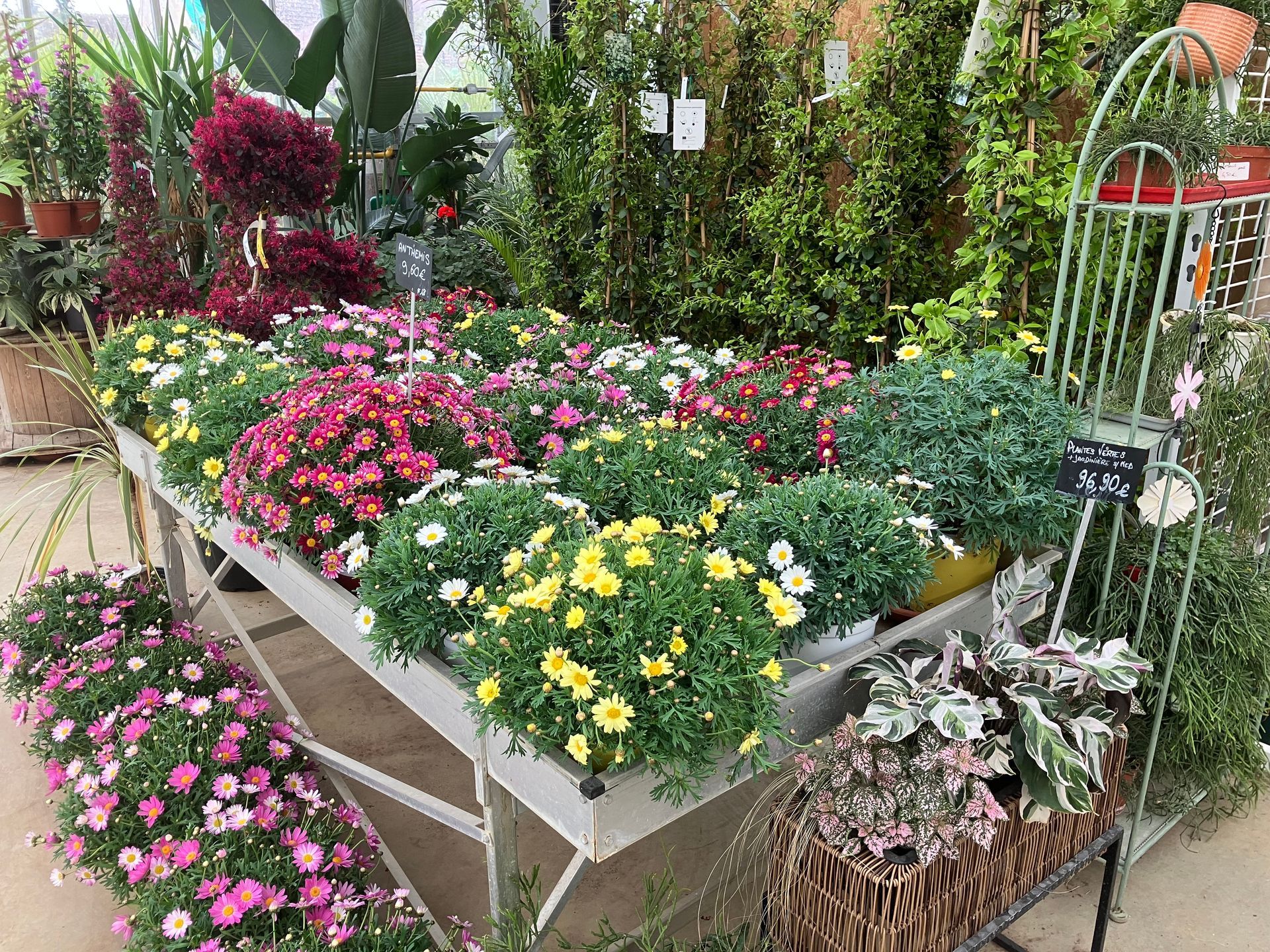 Une table de jardin présente des pots de fleurs colorées jaunes, roses et violettes, avec des arbustes plus grands en arrière-plan.