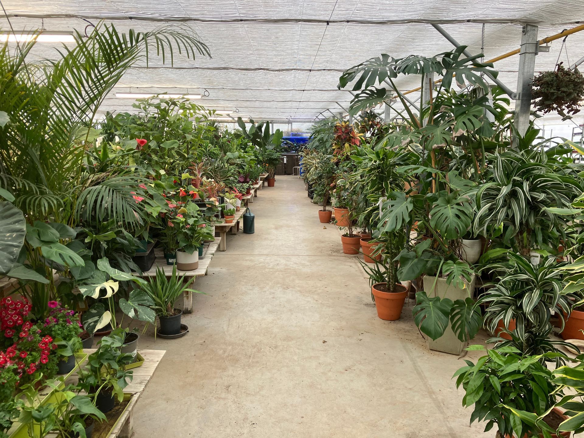 Une allée de serre remplie de diverses plantes tropicales en pot, sous une toile d'ombrage blanche.