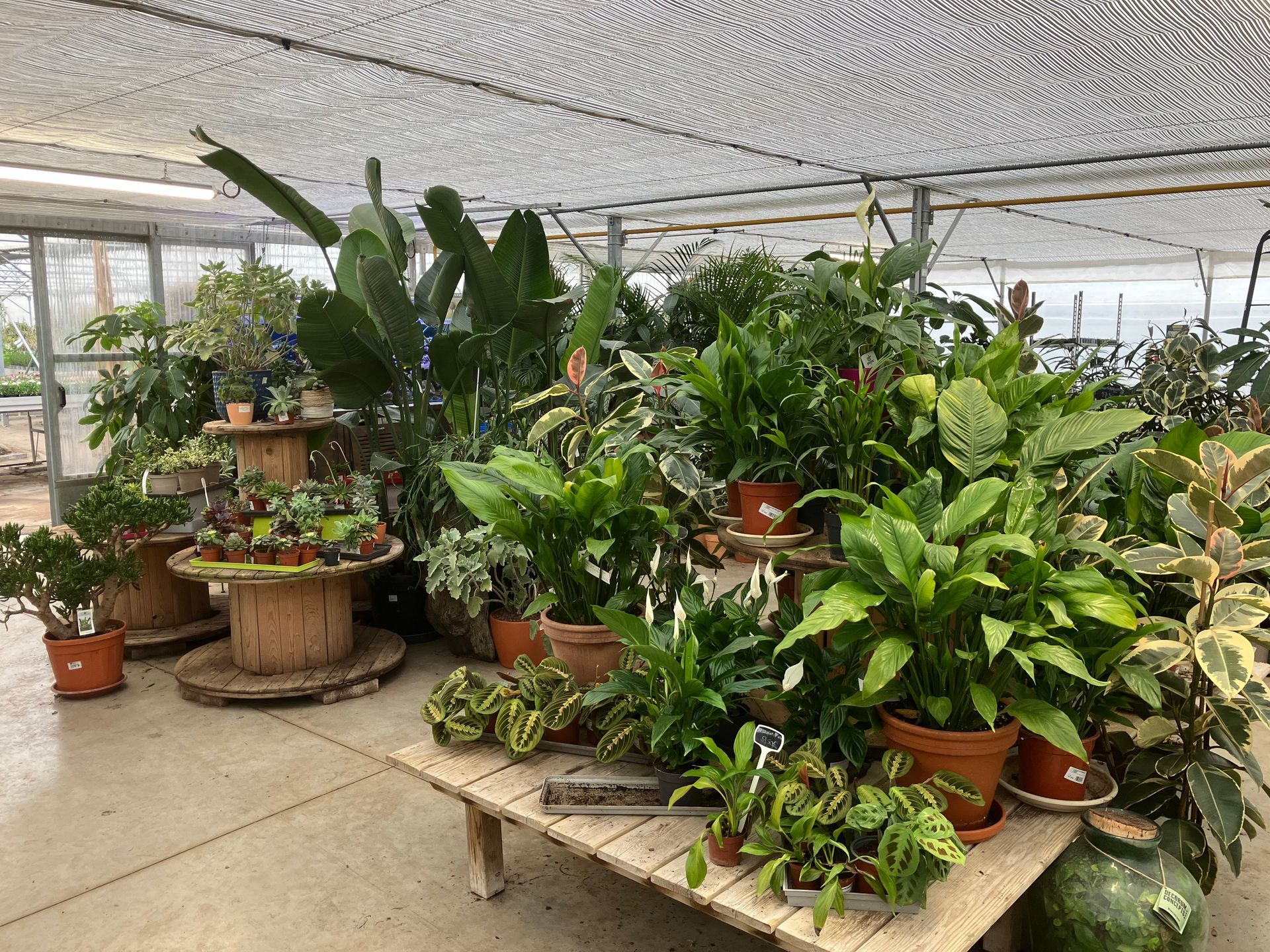 Une serre présente diverses plantes vertes en pot, notamment des cactus, disposées sur des tables en bois.