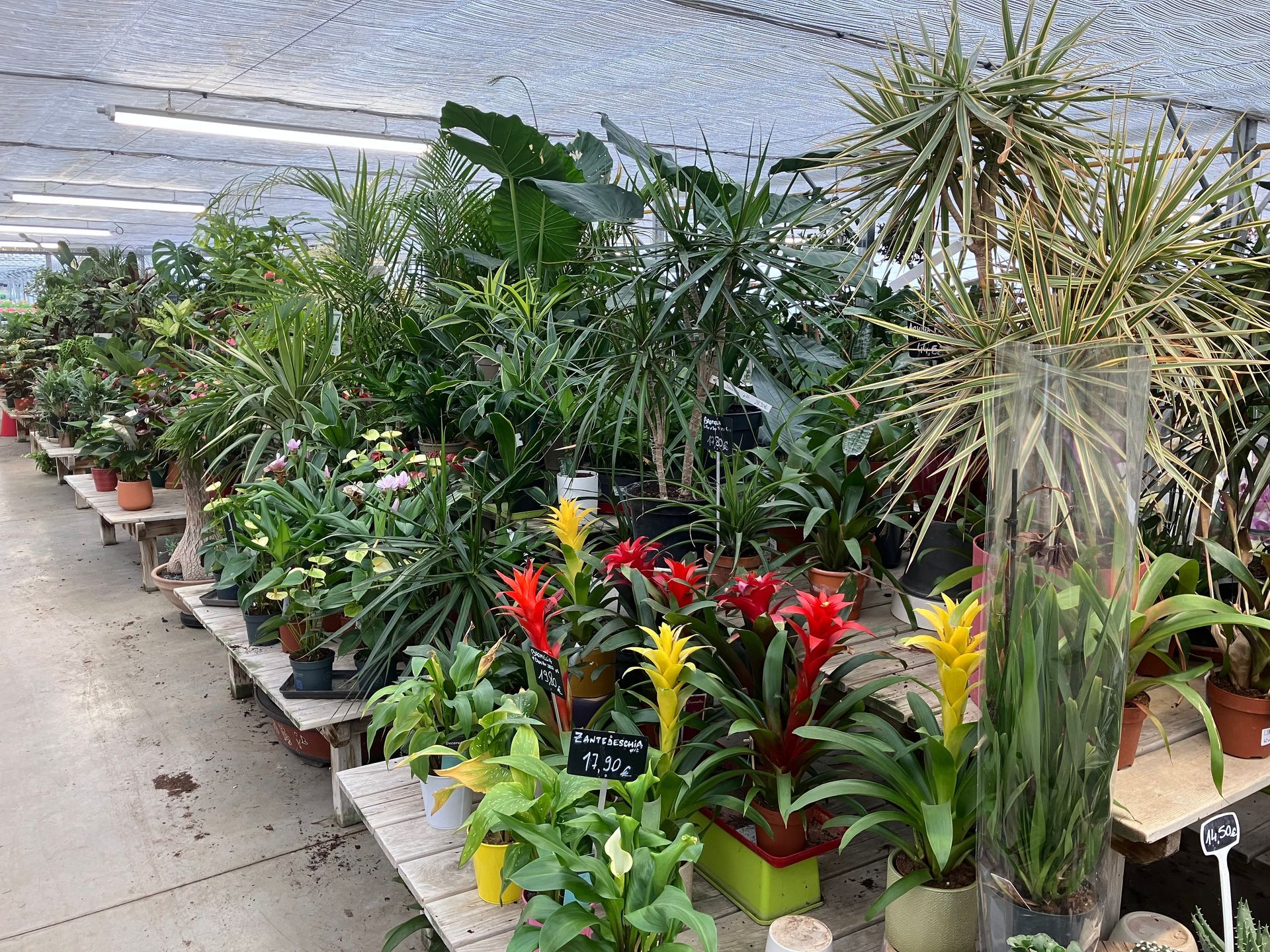 Des rangées de plantes d'intérieur en pot de toutes sortes, notamment des broméliacées colorées, sont disposées sur des tables en bois dans une serre lumineuse.