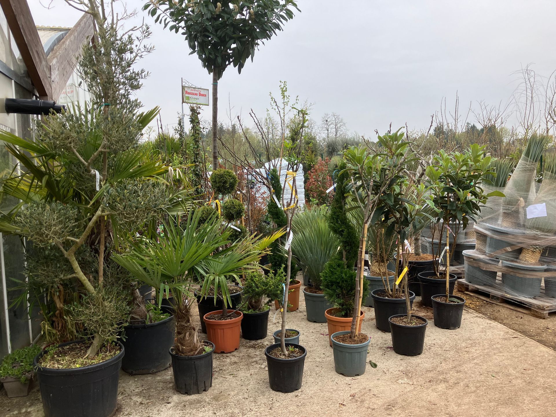 Une pépinière extérieure présente une variété d'arbres, d'arbustes et de plantes ornementales en pot sur un sol gravillonné.