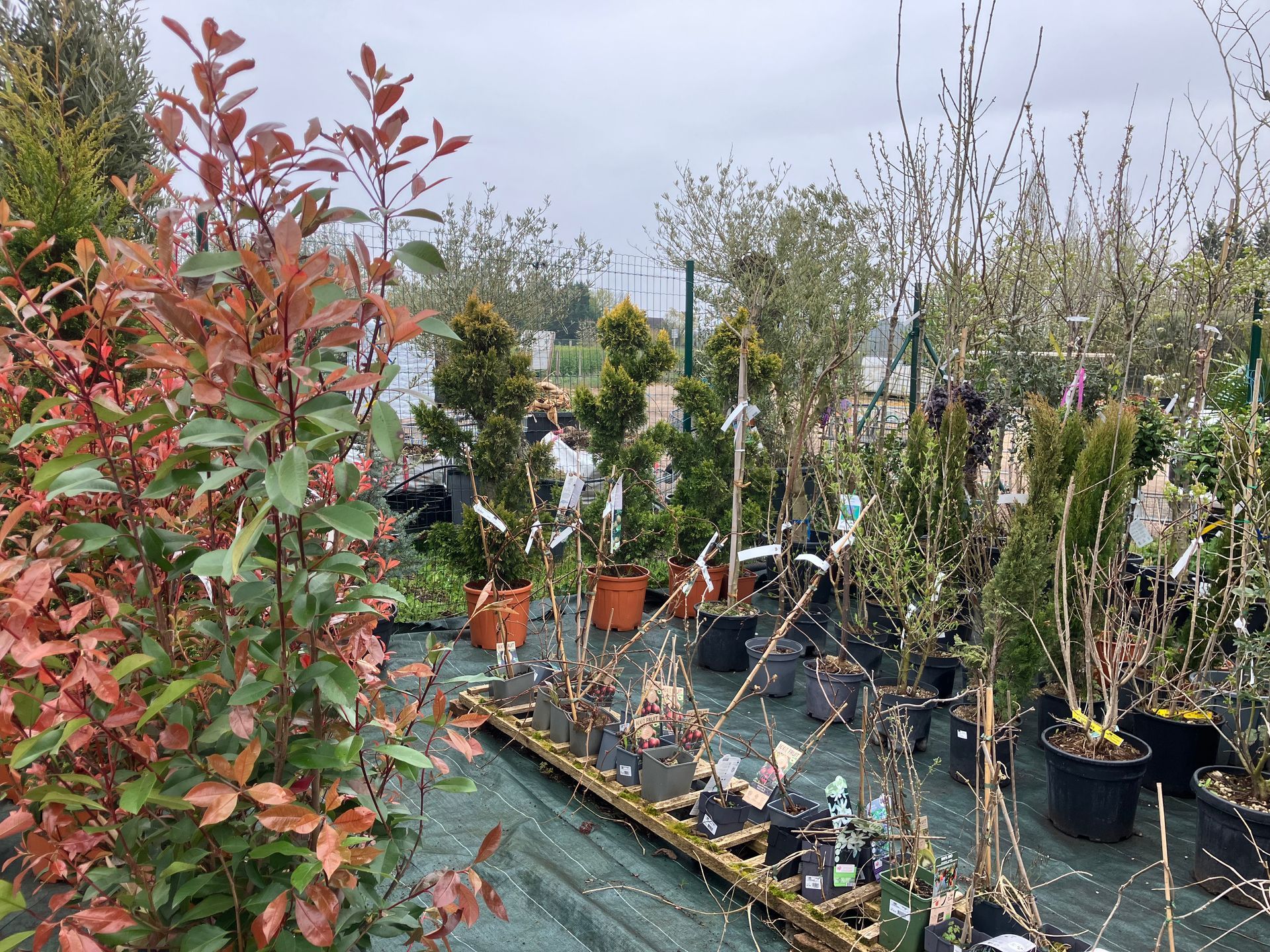 Des rangées de jeunes arbres et d'arbustes dans des pots noirs, posées sur une toile de paillage dans une pépinière extérieure.
