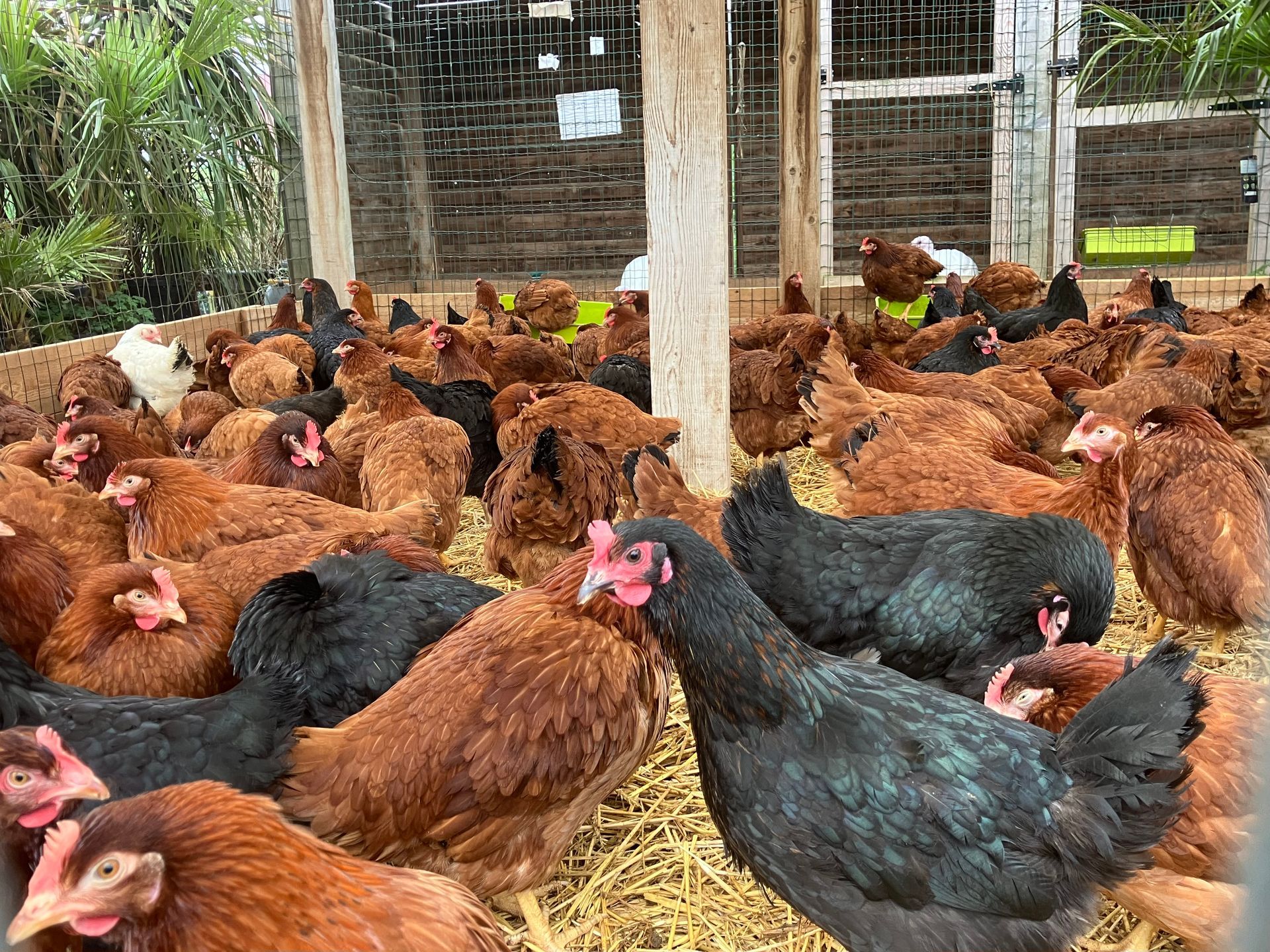 Poules