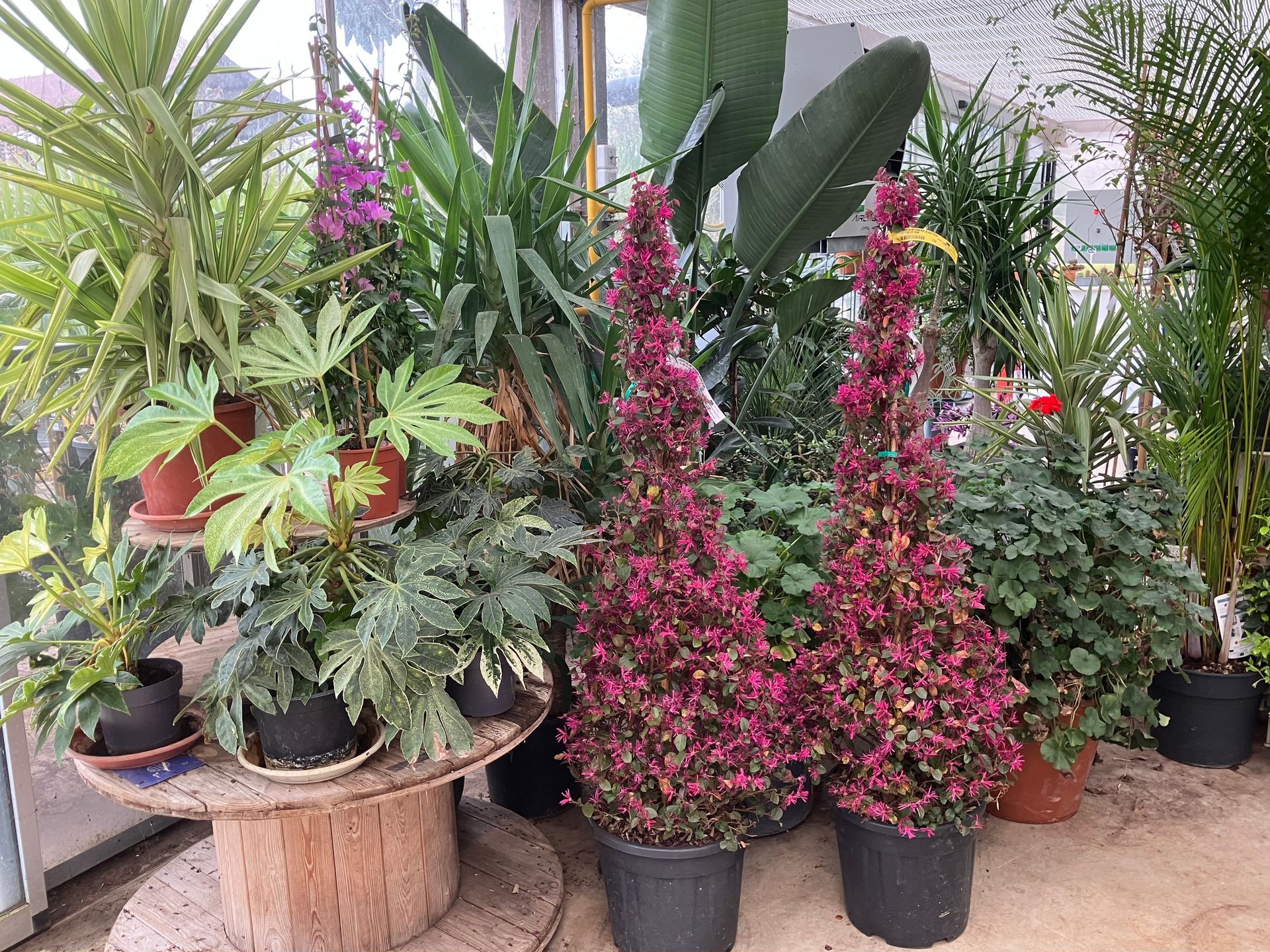 Une variété de plantes d'intérieur en pot, dont deux grands arbustes magenta taillés en spirale, disposées dans une serre ensoleillée.