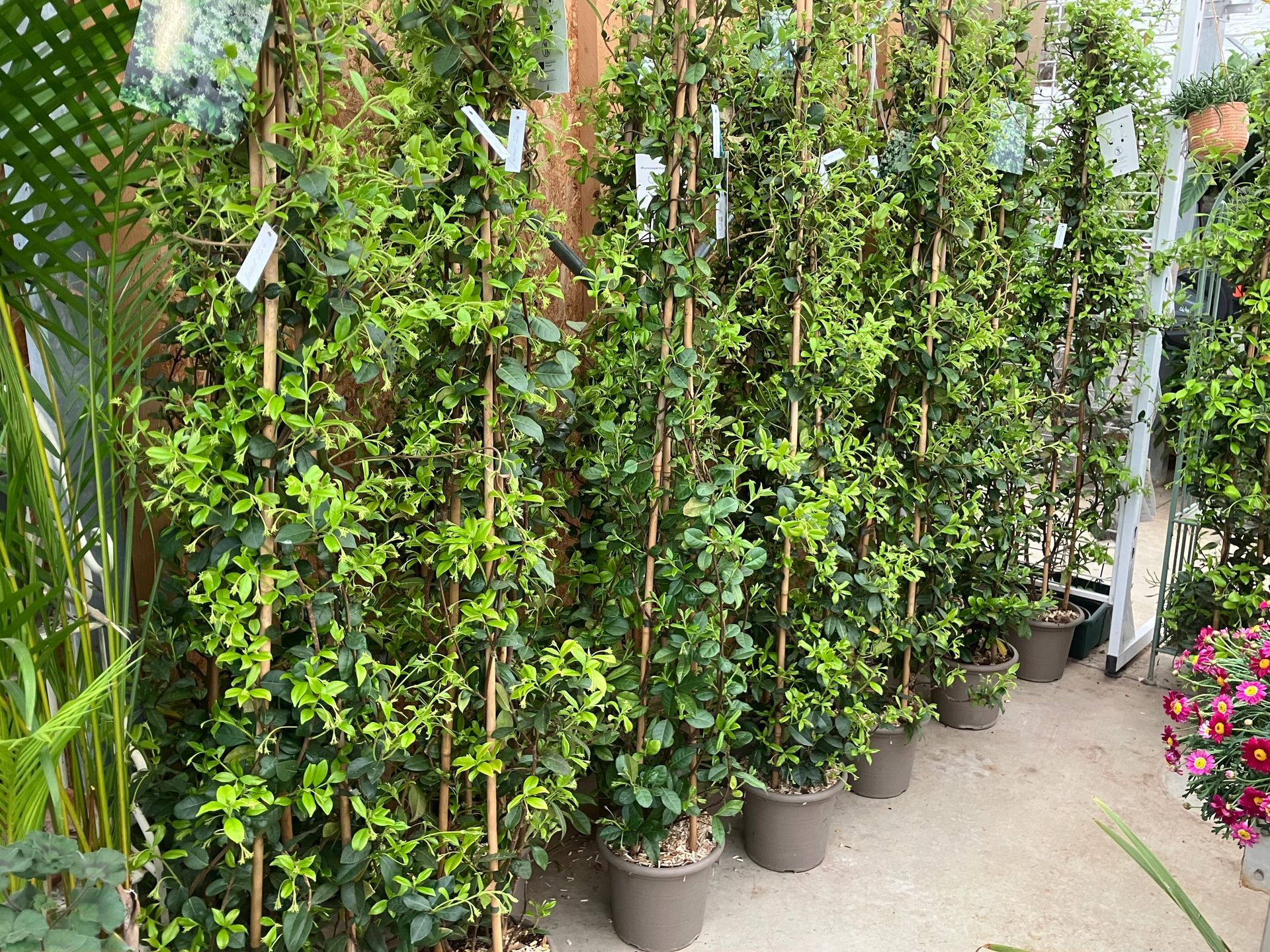 Une rangée de plantes grimpantes vertes en pot, tuteurées sur de hauts piquets en bambou, à l'intérieur d'une jardinerie.