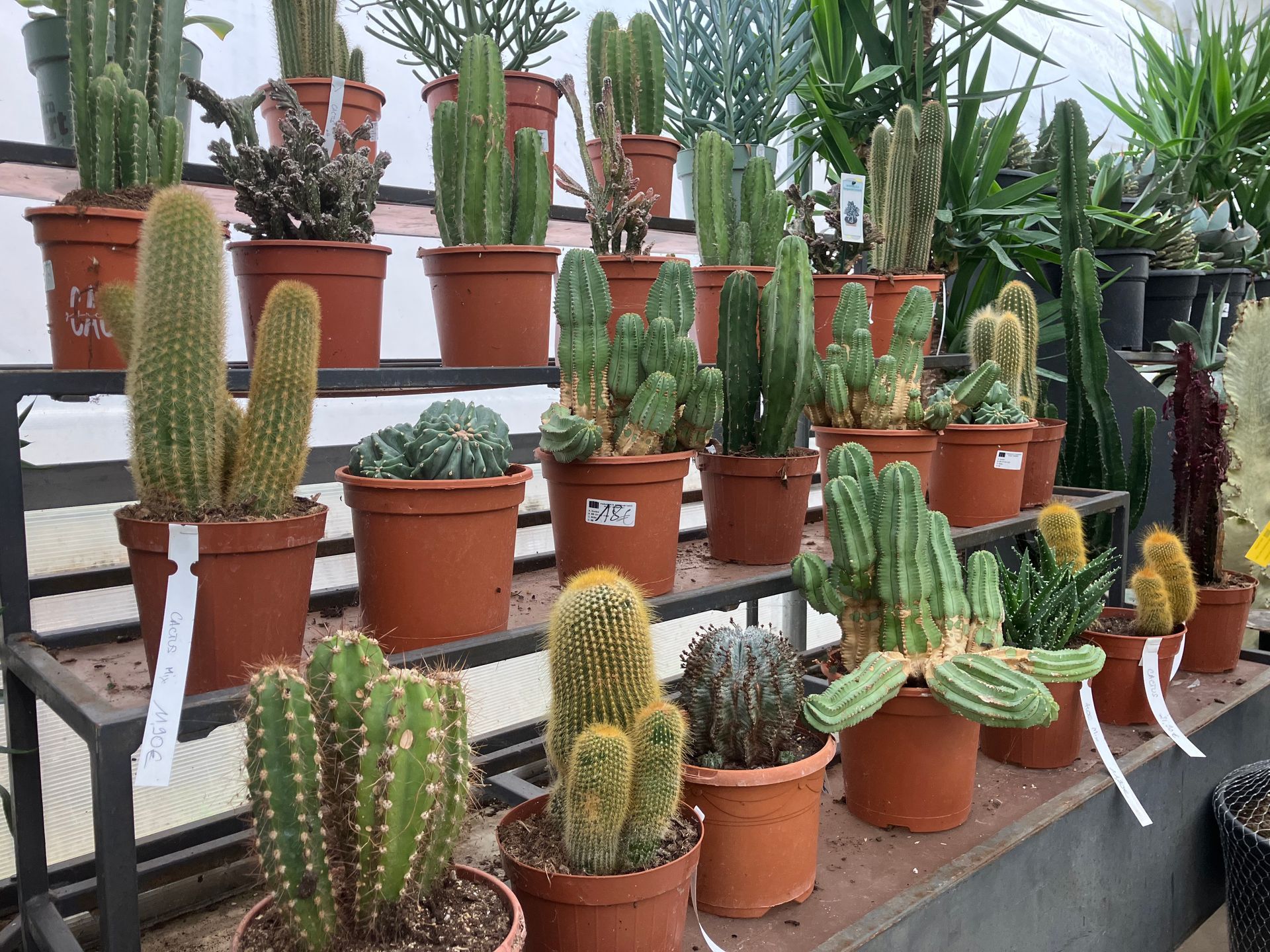 Une présentation de divers cactus en pot dans une serre, disposés sur des étagères métalliques à plusieurs niveaux.