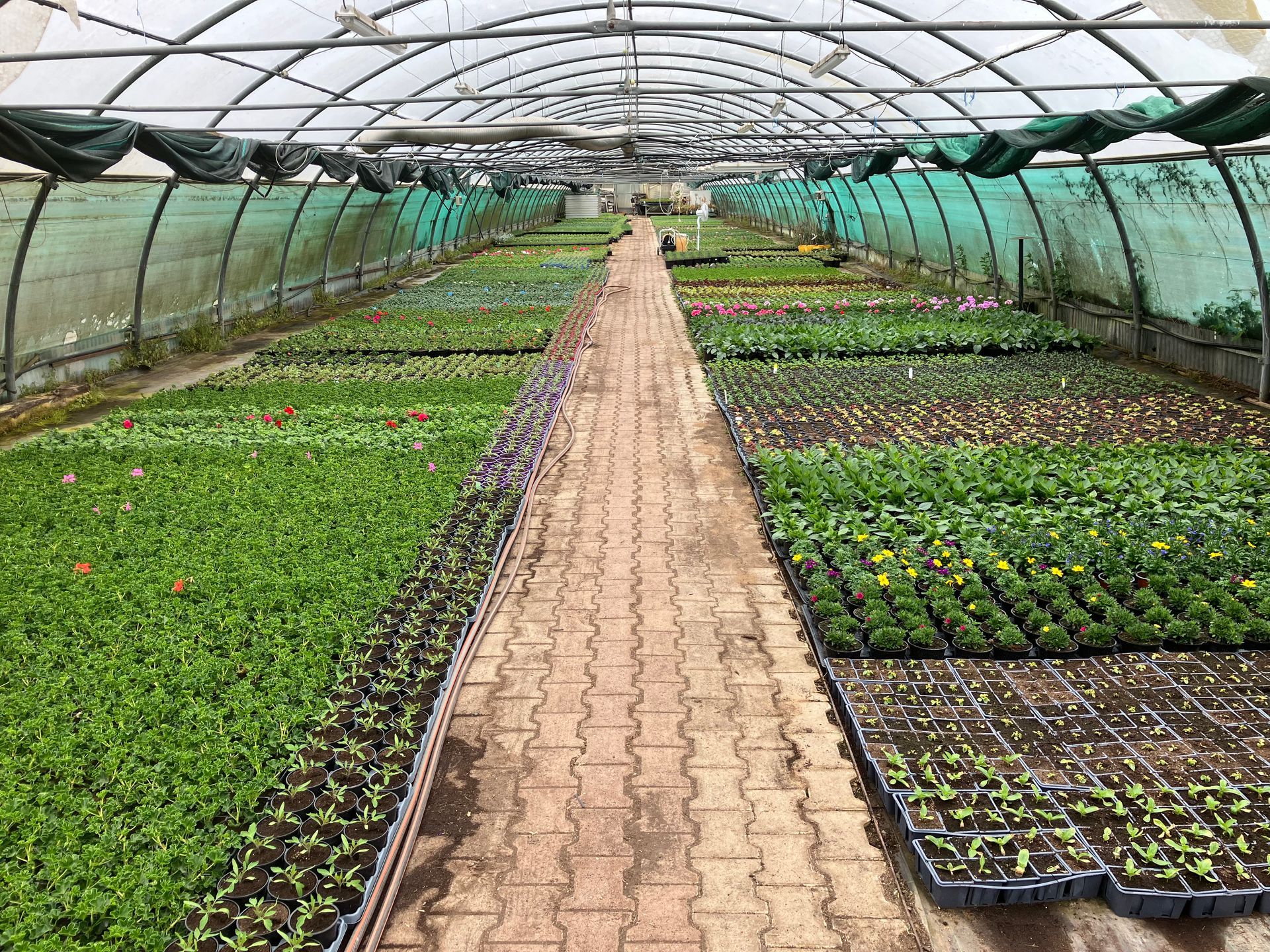Une allée pavée centrale sépare les rangées de plantes en plateaux à l'intérieur d'une grande serre en plastique voûtée.